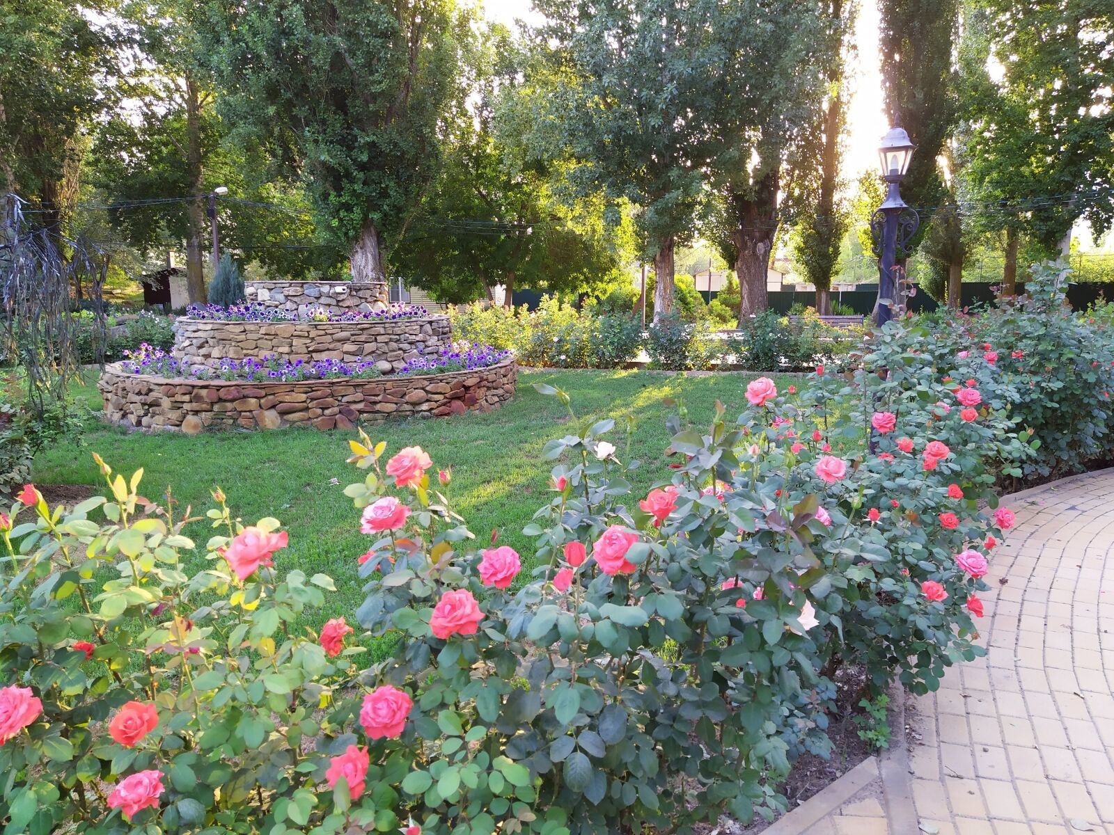 Xiaomi Redmi Note 7 sample photo. Roses, flower bed, garden photography