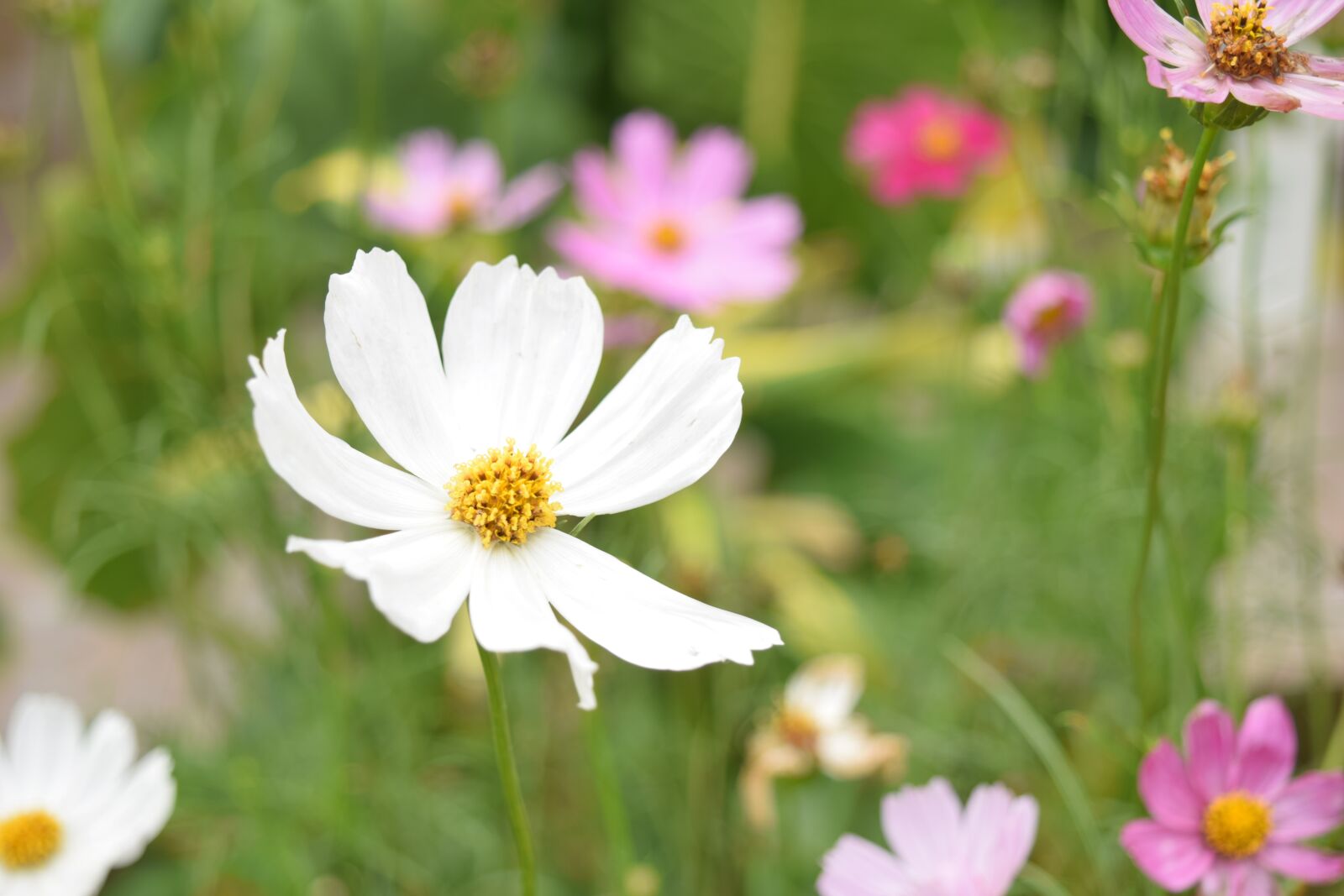 Nikon D3300 sample photo. Flowers, nice, nature photography