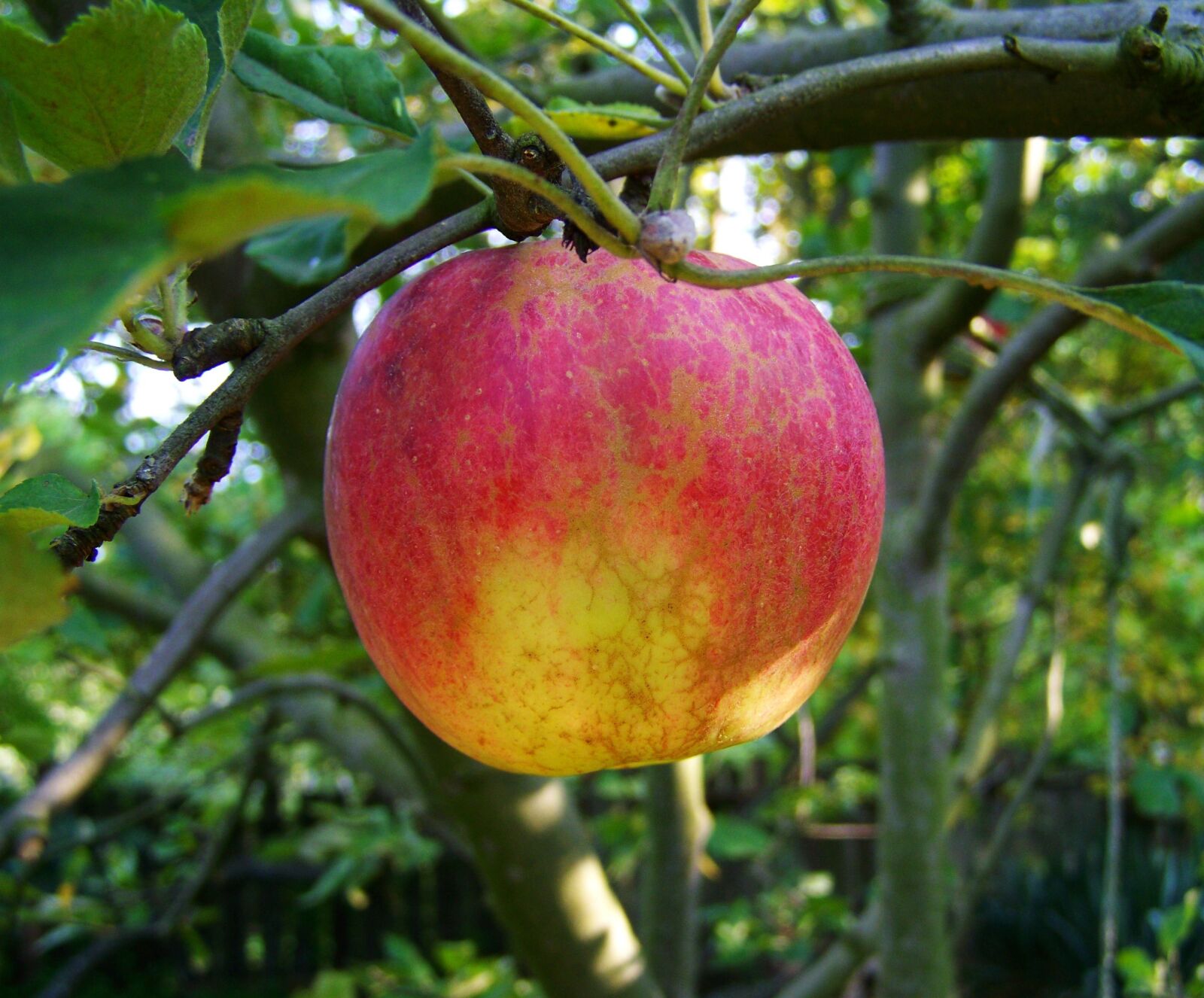 Kodak EASYSHARE ZD710 ZOOM DIGITAL CAMERA sample photo. Apple, ripe fruit, red photography
