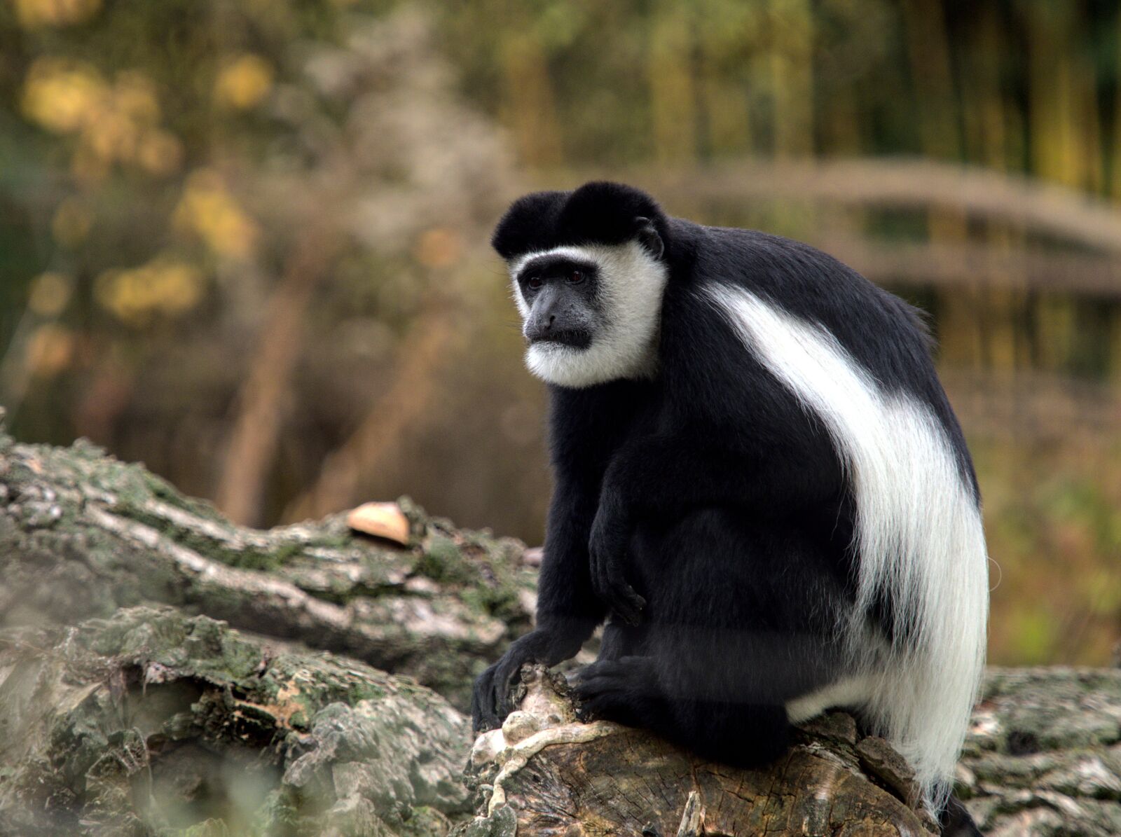 Olympus OM-D E-M1 Mark II sample photo. Animal, monkey, primate photography