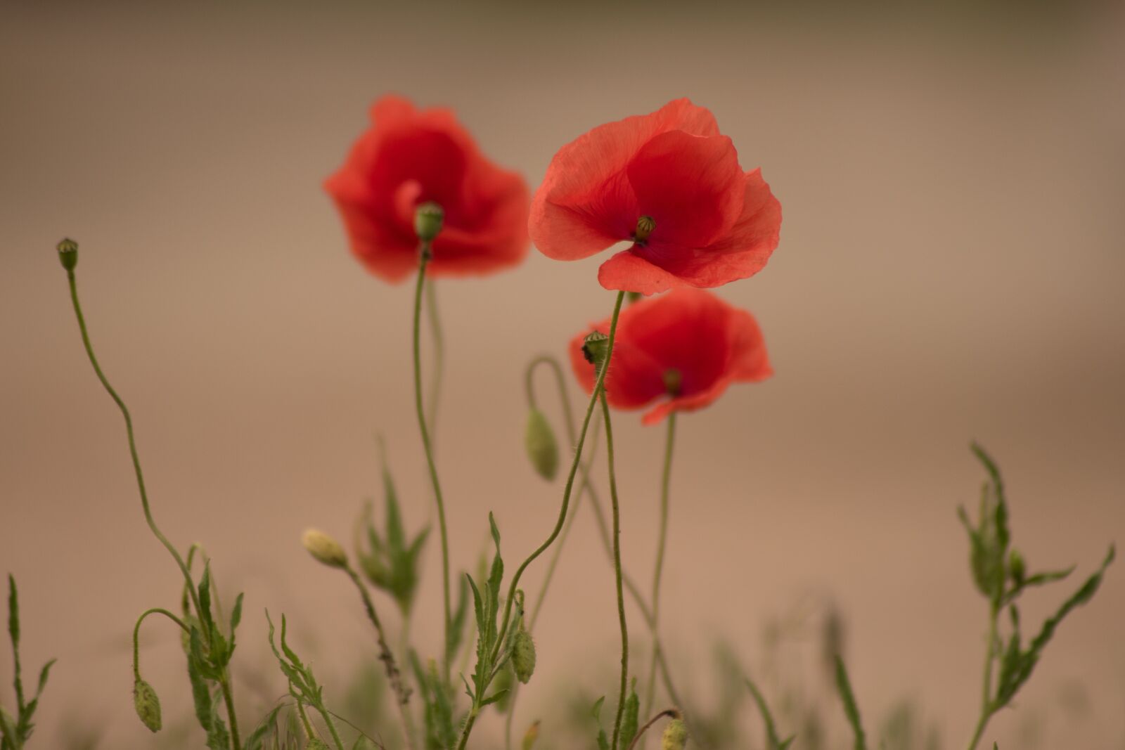 Nikon D5600 sample photo. Poppy, flower, nature photography