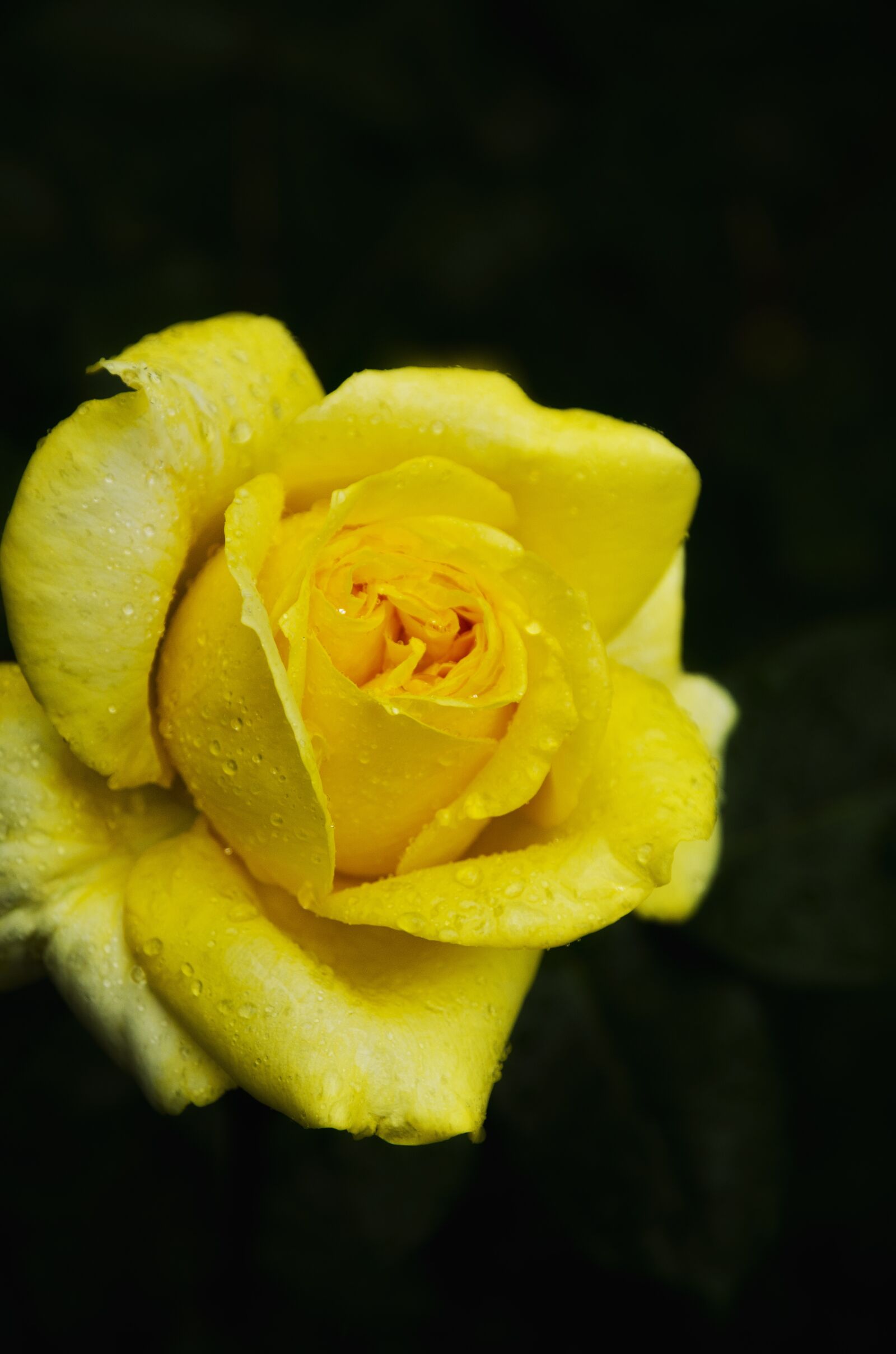 Nikon D7000 sample photo. Rose, yellow, flower photography