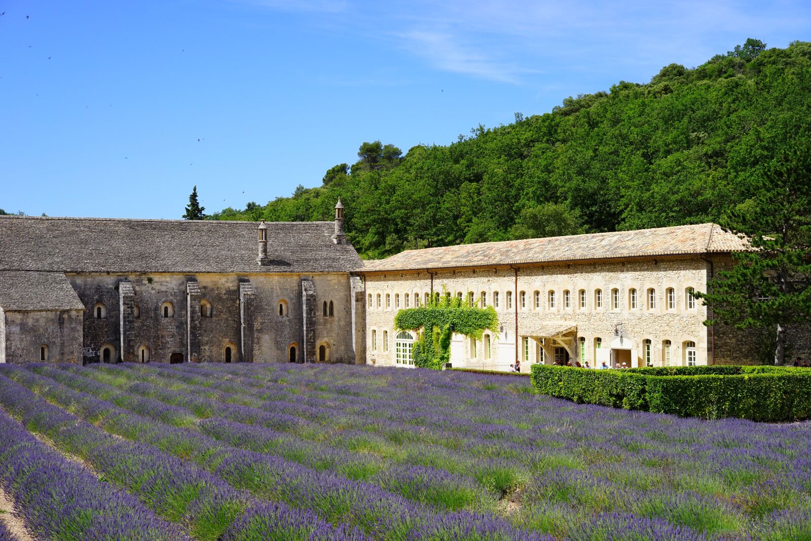 Sony a7 + Sony Sonnar T* FE 55mm F1.8 ZA sample photo. Lavender field, field, abbaye photography