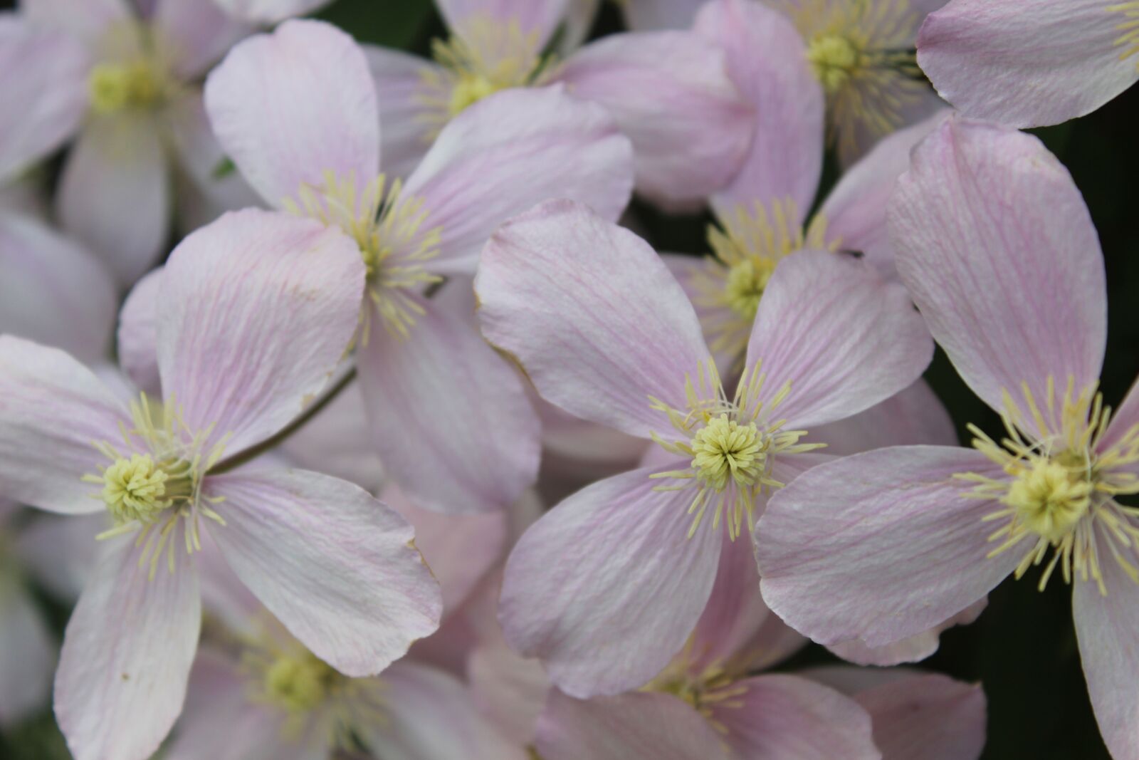 Canon EOS 1300D (EOS Rebel T6 / EOS Kiss X80) sample photo. Flower, clematis, blossom photography