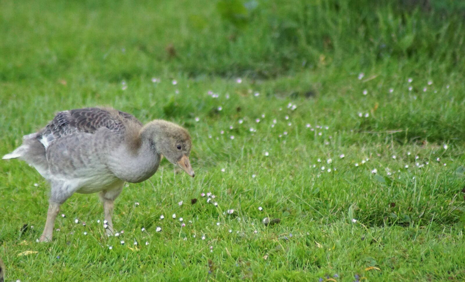 Sony ILCA-77M2 sample photo. Chicks, goose, goslings photography