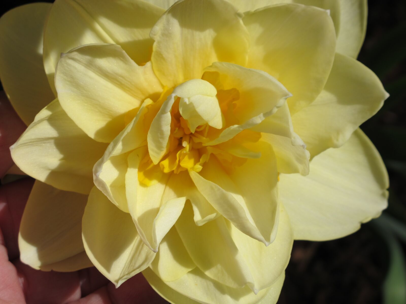 Canon PowerShot G11 sample photo. Daffodil, double, flower photography