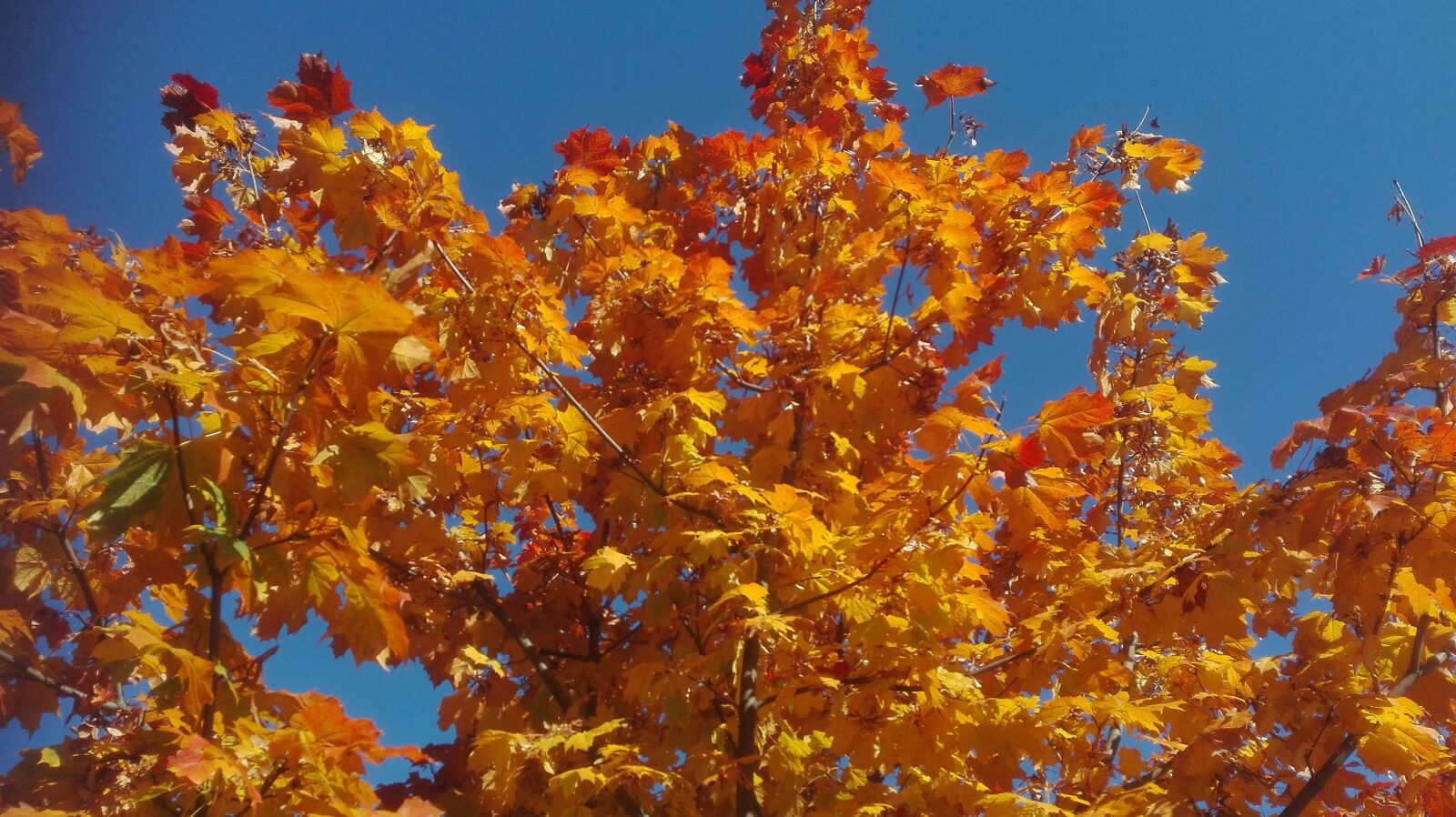 HUAWEI P8 Lite sample photo. Autumn, tree, leaves photography