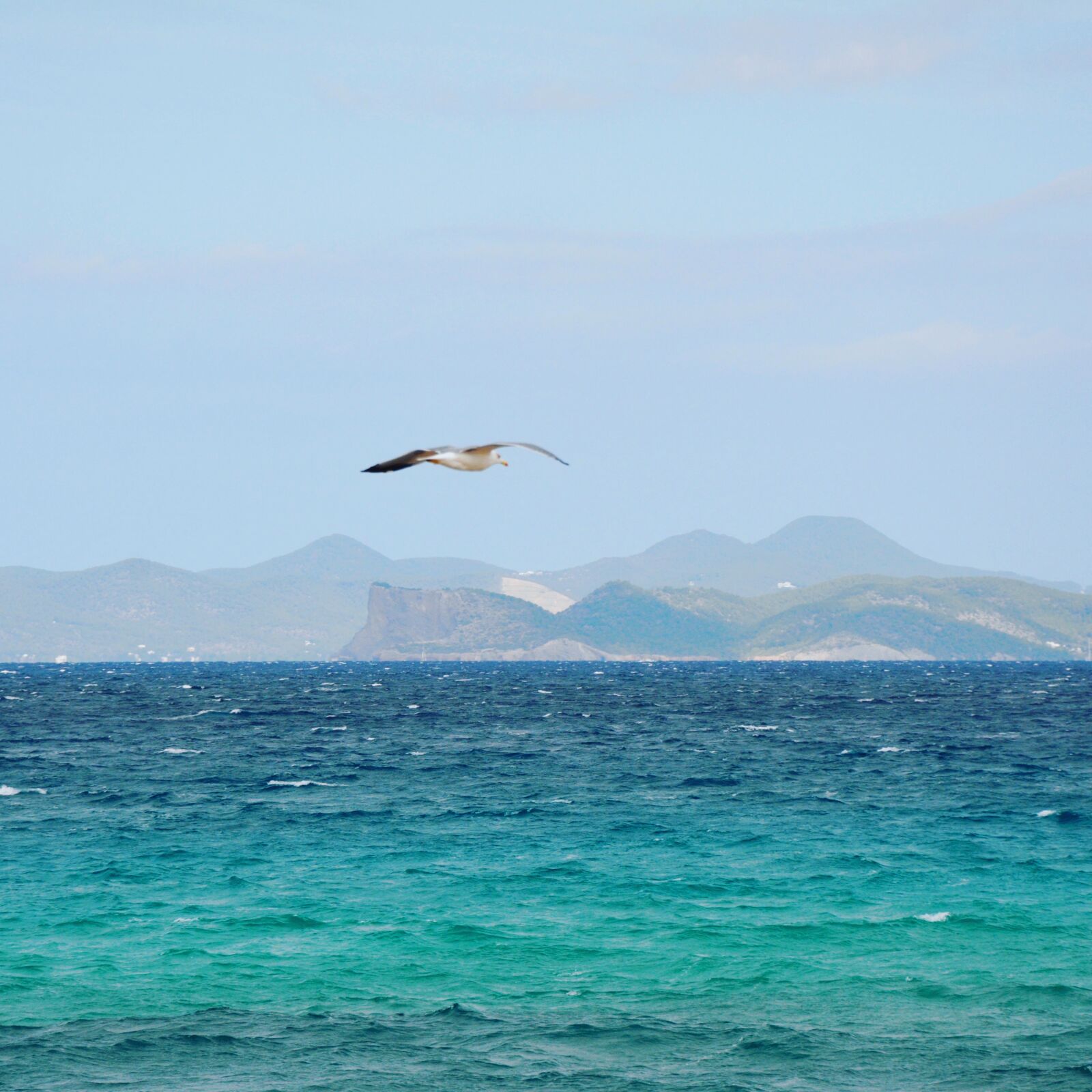 Nikon D7100 sample photo. Seagull, formentera, ibiza photography