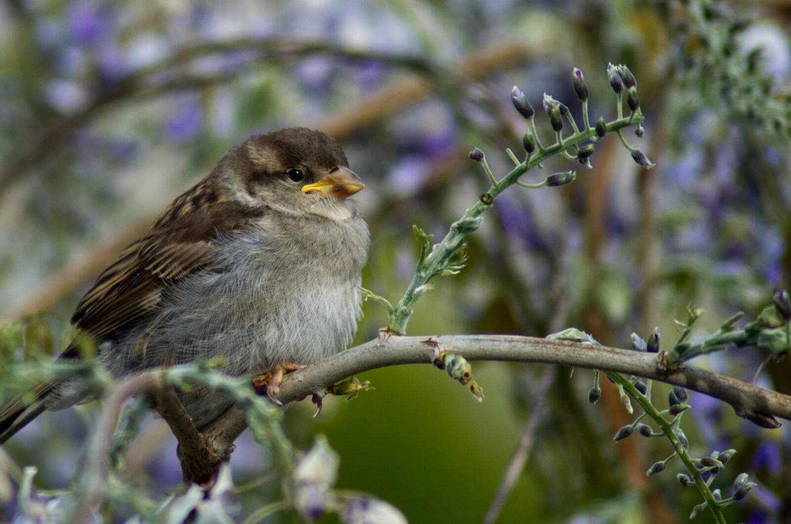 Nikon D3300 sample photo. House sparrow, bird, nature photography