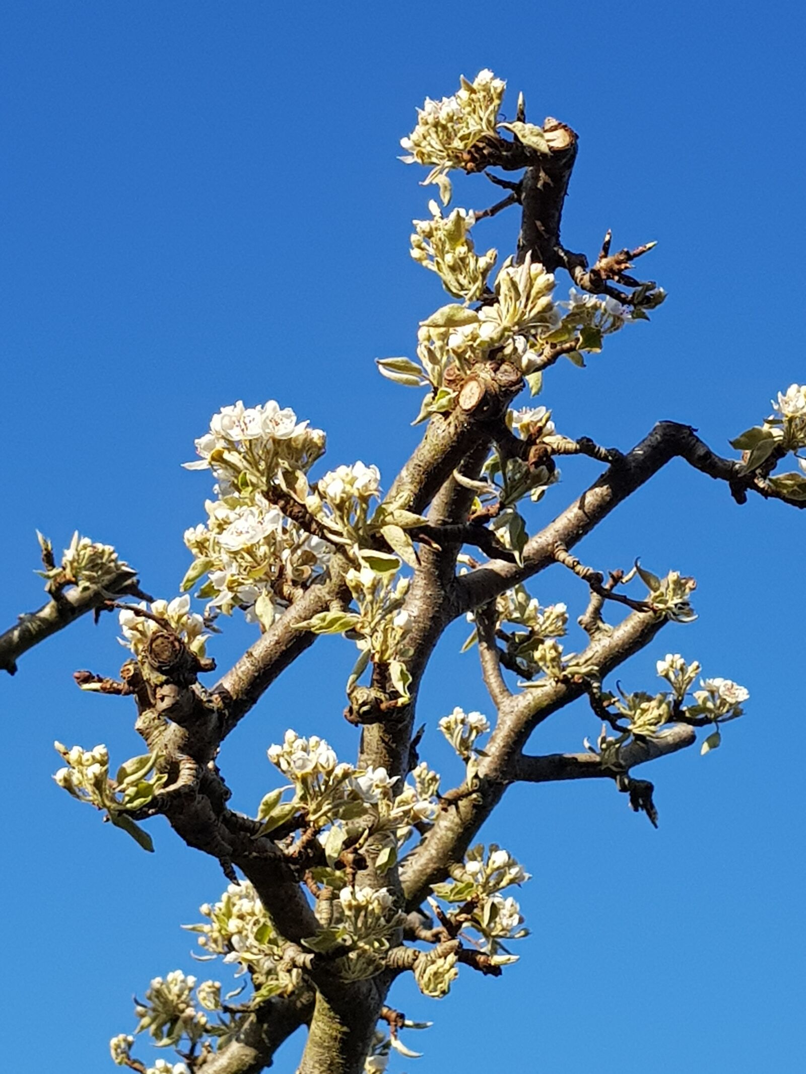 Samsung Galaxy S8+ sample photo. Blossom, pear tree, fruit photography
