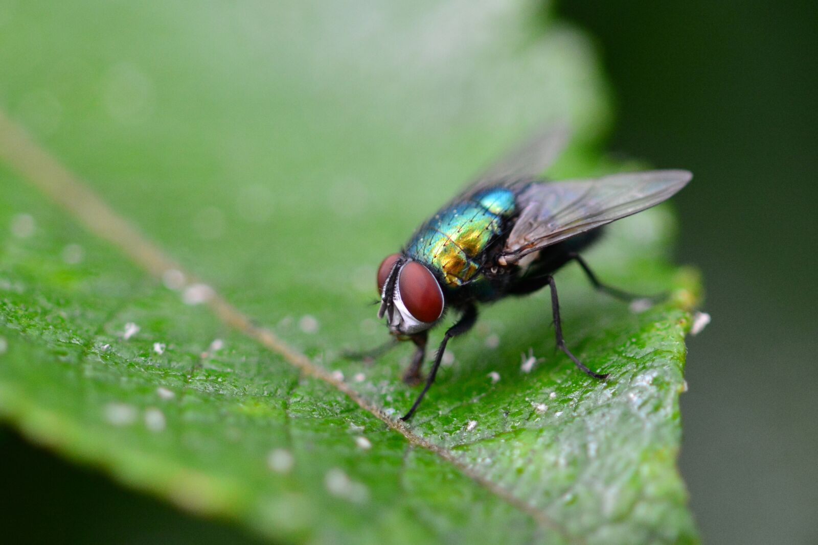 Nikon D5200 sample photo. Fly, close up, nature photography