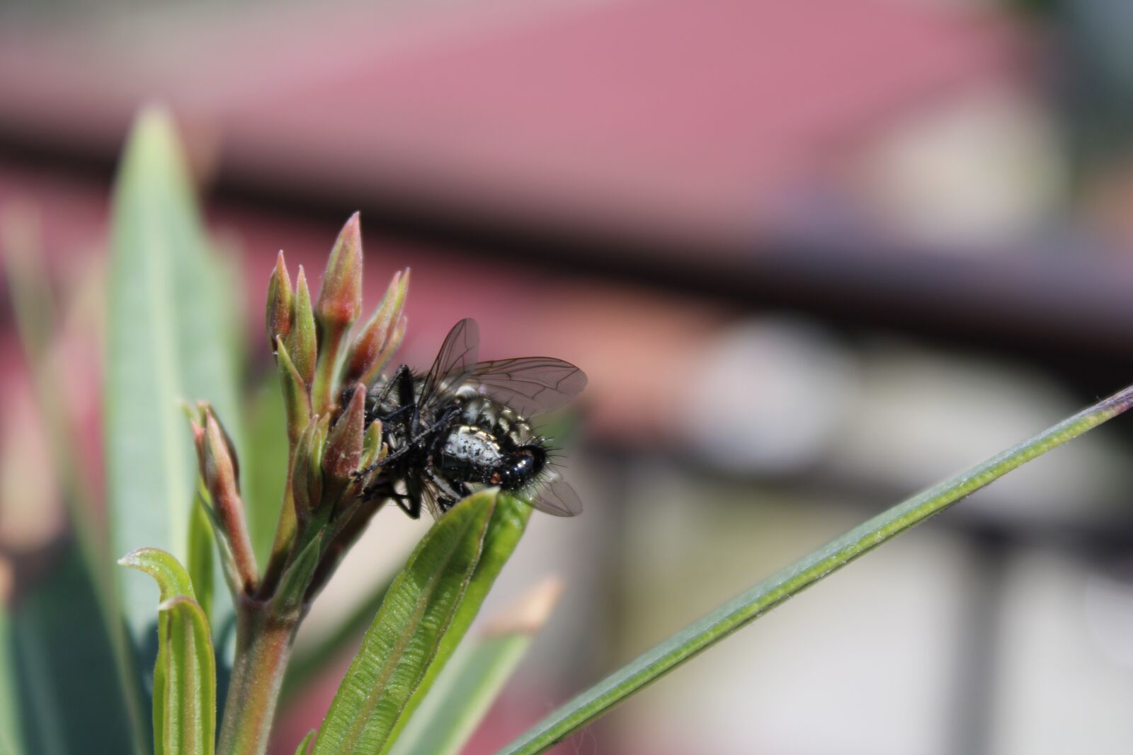 Canon EOS 2000D (EOS Rebel T7 / EOS Kiss X90 / EOS 1500D) sample photo. Insect, nature, green bottle photography