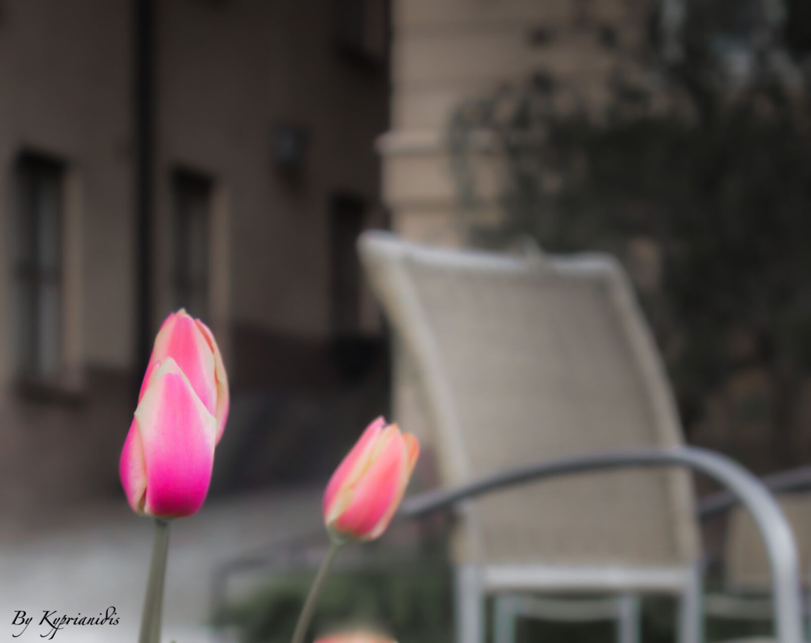 Canon EOS 60D + Canon EF-S 18-55mm F3.5-5.6 IS II sample photo. Flower, tulip, pink photography