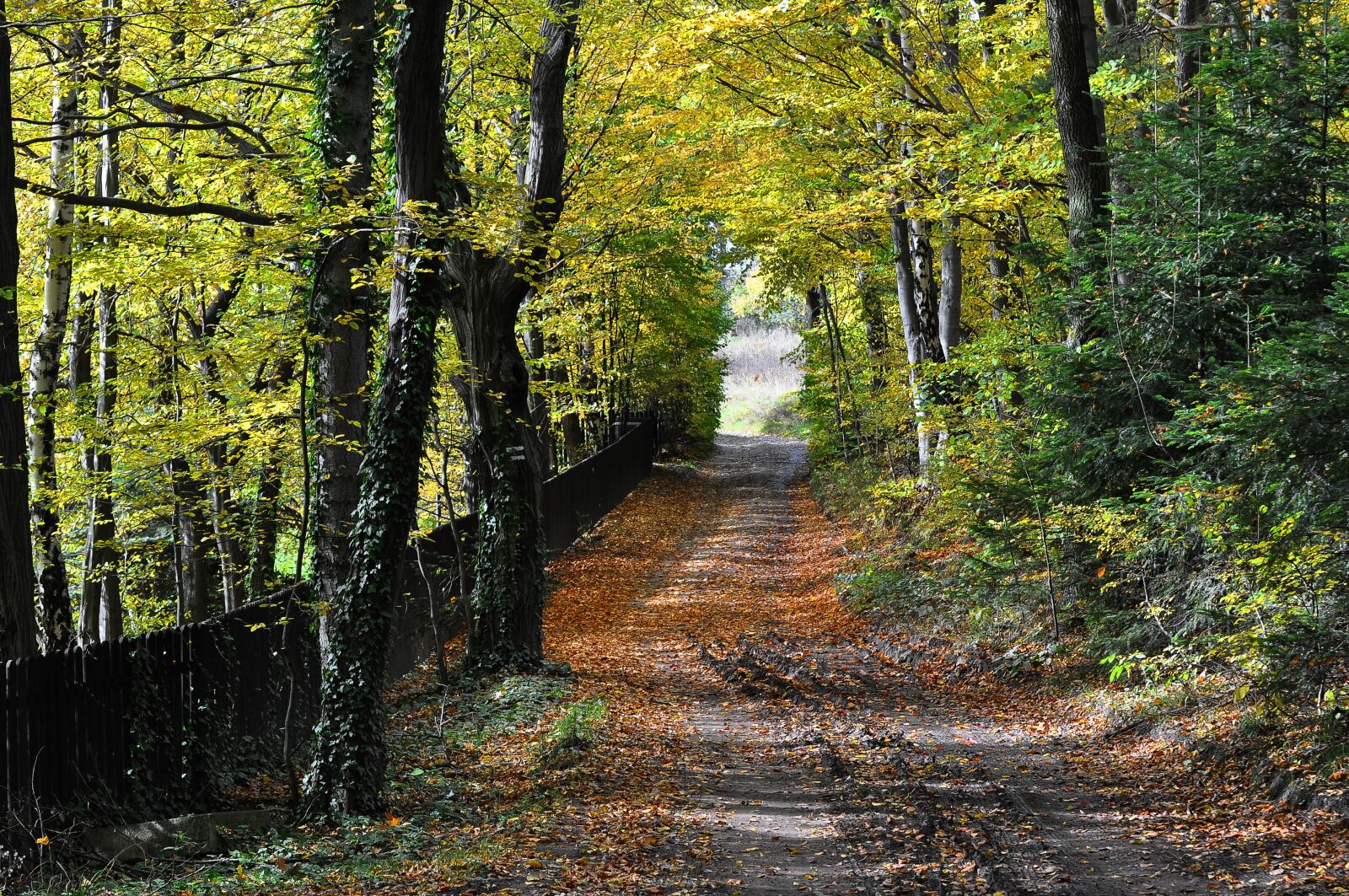 Nikon D90 sample photo. Autumn, way, beskids photography