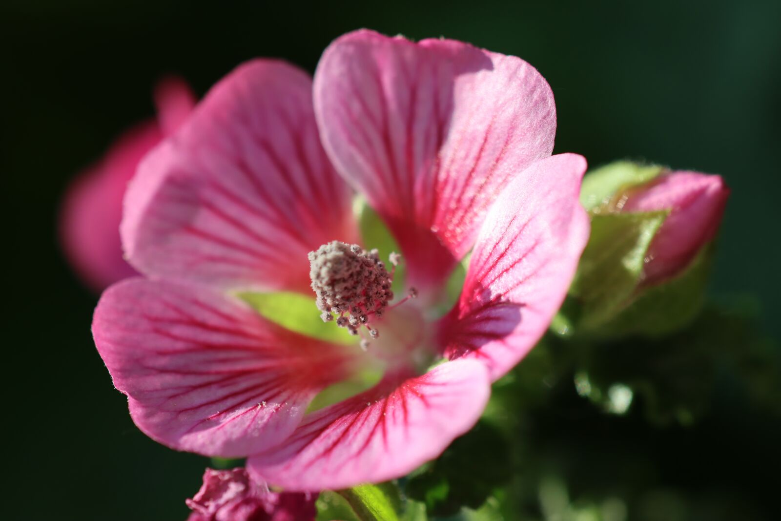 Canon EOS 90D sample photo. Stamp, mallow, pink photography
