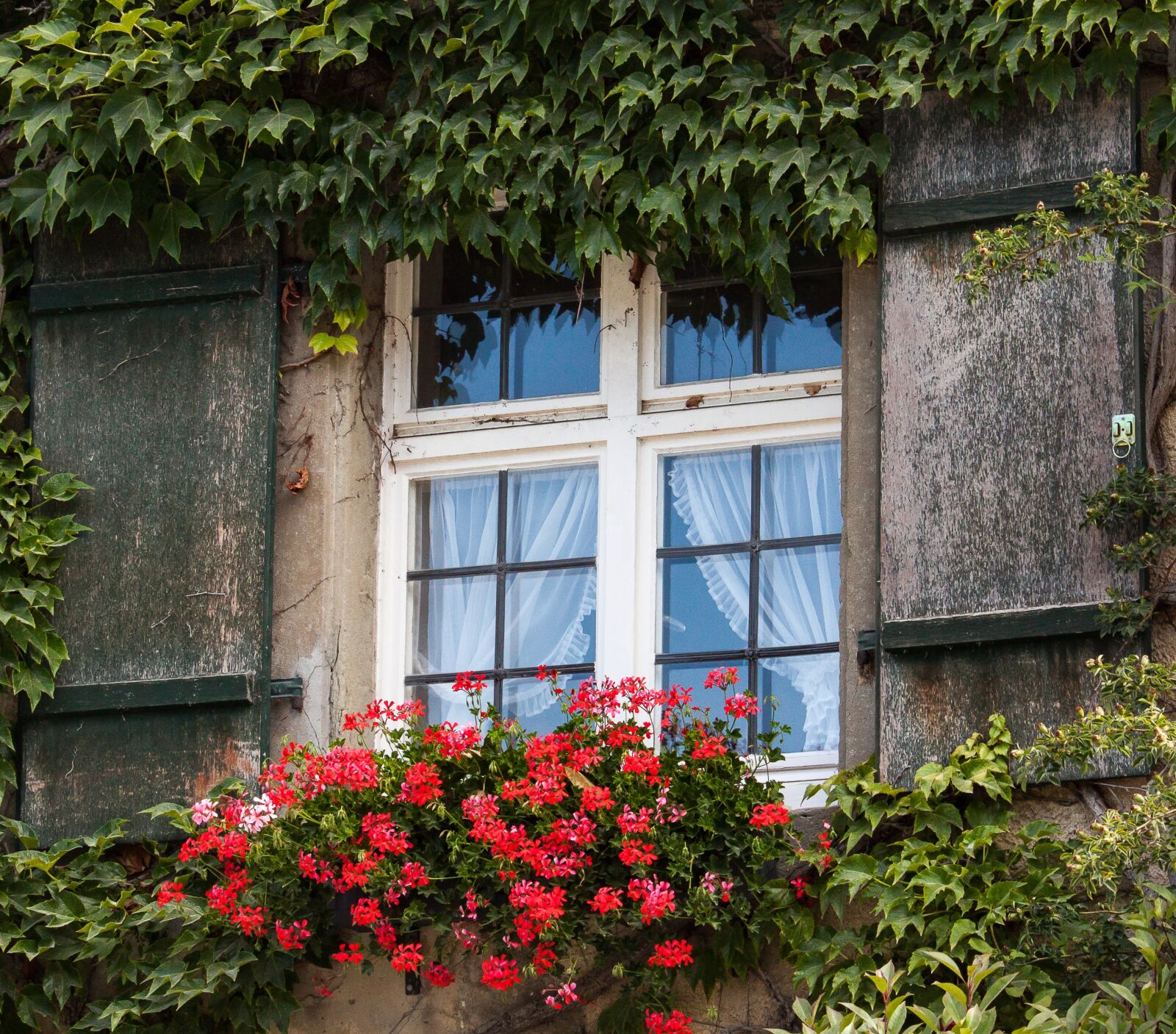 Canon EOS 50D + Canon EF-S 55-250mm F4-5.6 IS STM sample photo. Window, hauswand, ivy photography