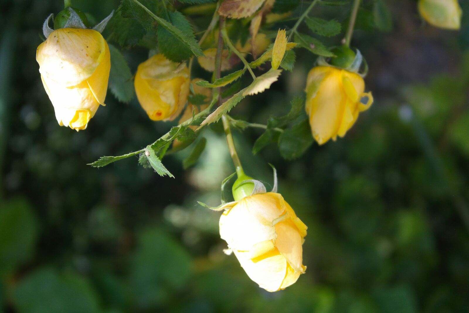 Samsung NX300 sample photo. Roses, yellow, garden photography