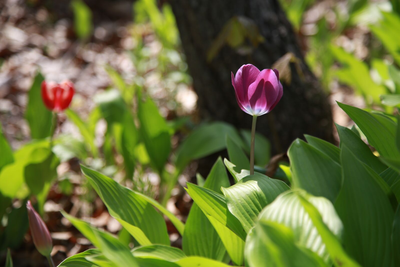 Canon EOS 6D + Canon EF 24-105mm F4L IS USM sample photo. Nature, plants, flowers photography