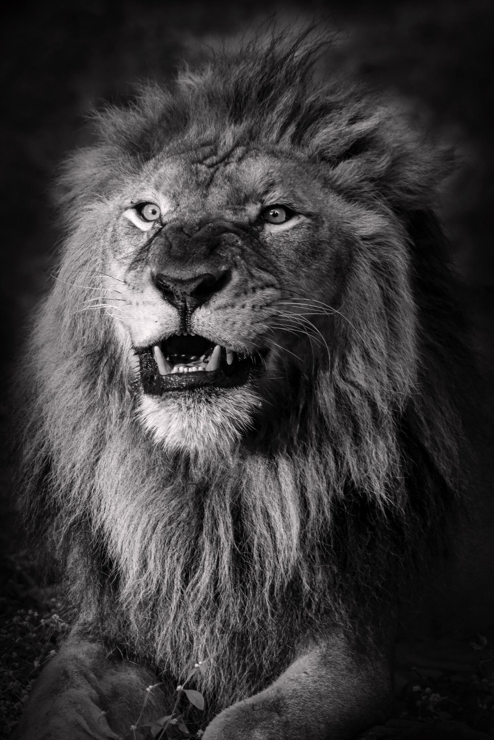 Nikon D810 sample photo. Lion, wildlife, lionking photography