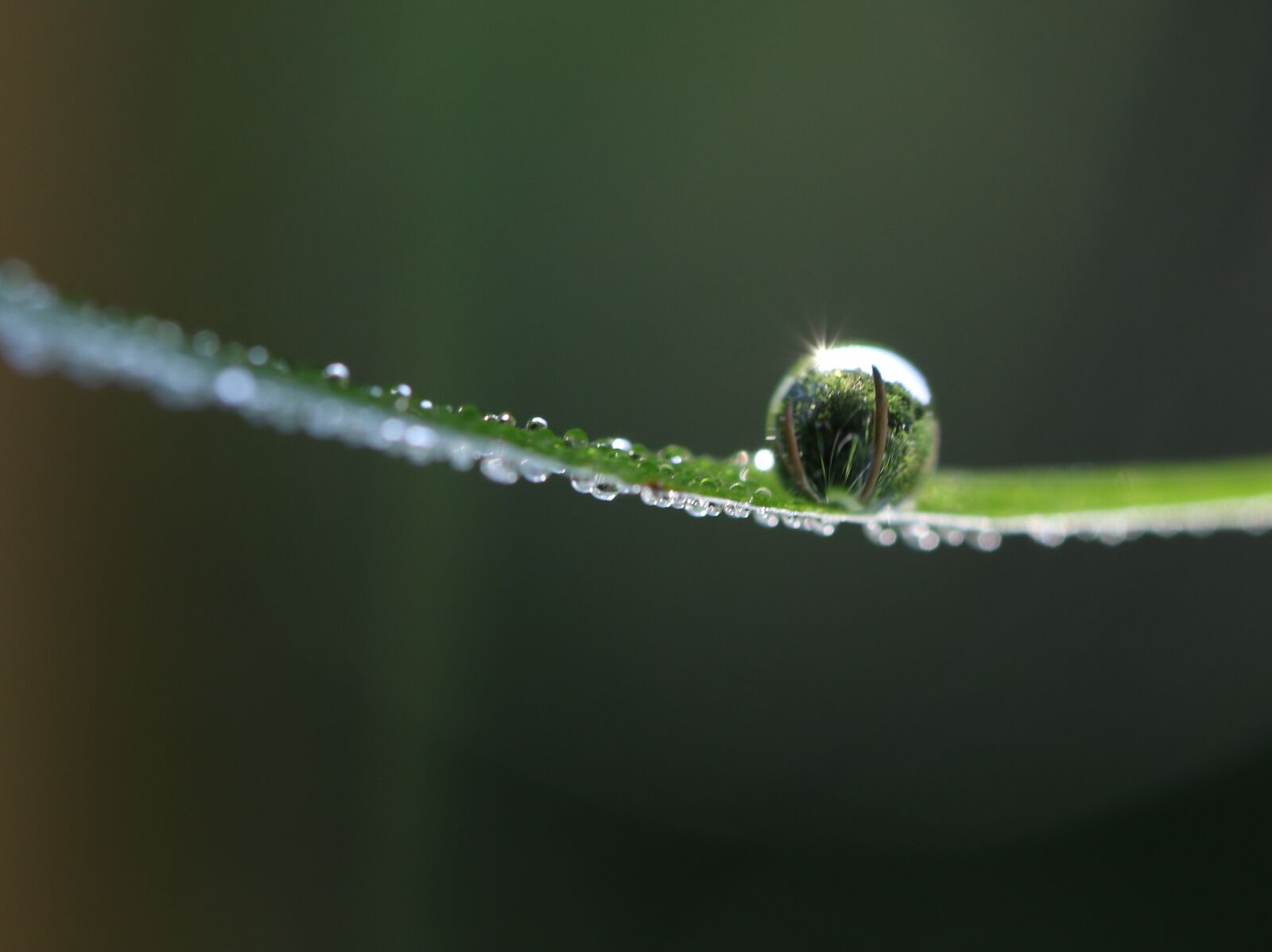 Canon EF-S 60mm F2.8 Macro USM sample photo. Drops, water, dew photography