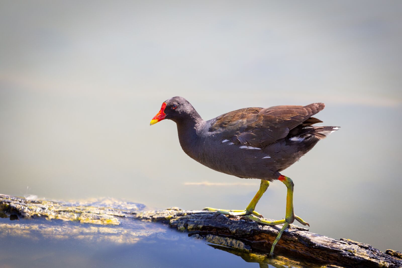 Canon EOS 6D + Canon EF 70-200mm F4L USM sample photo. The moorhen, bird, nature photography