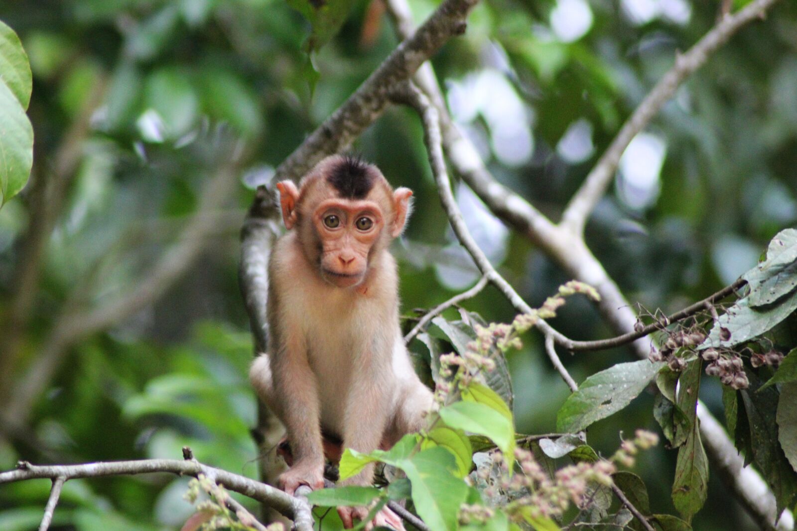 Canon EOS 600D (Rebel EOS T3i / EOS Kiss X5) sample photo. Monkey, cute, small photography