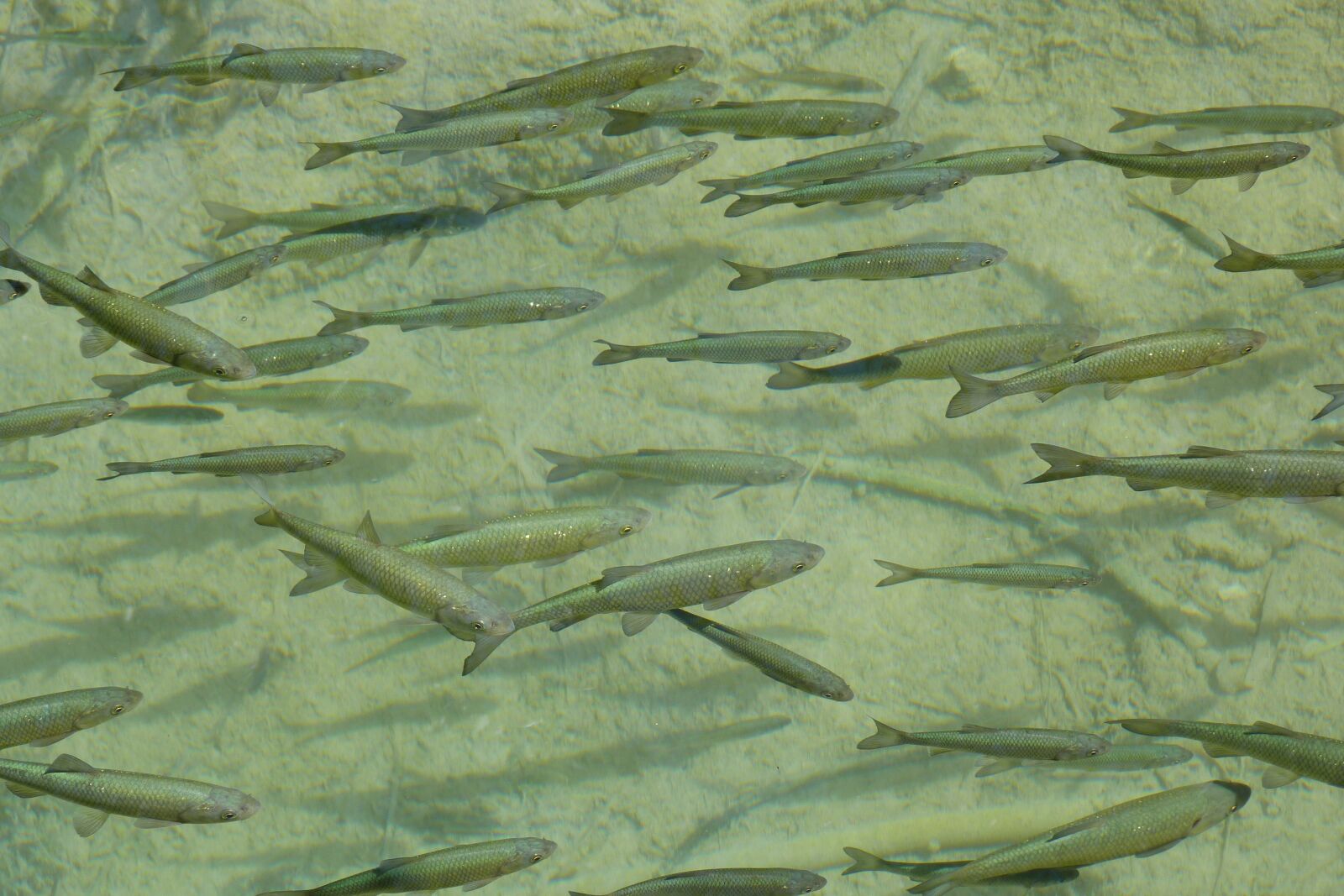 Panasonic Lumix DMC-FZ40 (Lumix DMC-FZ45) sample photo. Nature, fish, shoal photography
