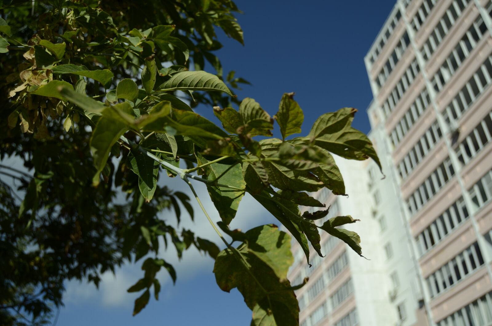 Nikon D5100 sample photo