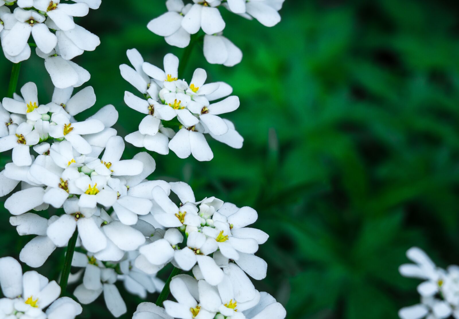 Olympus OM-D E-M10 sample photo. Flower, plant, nature photography