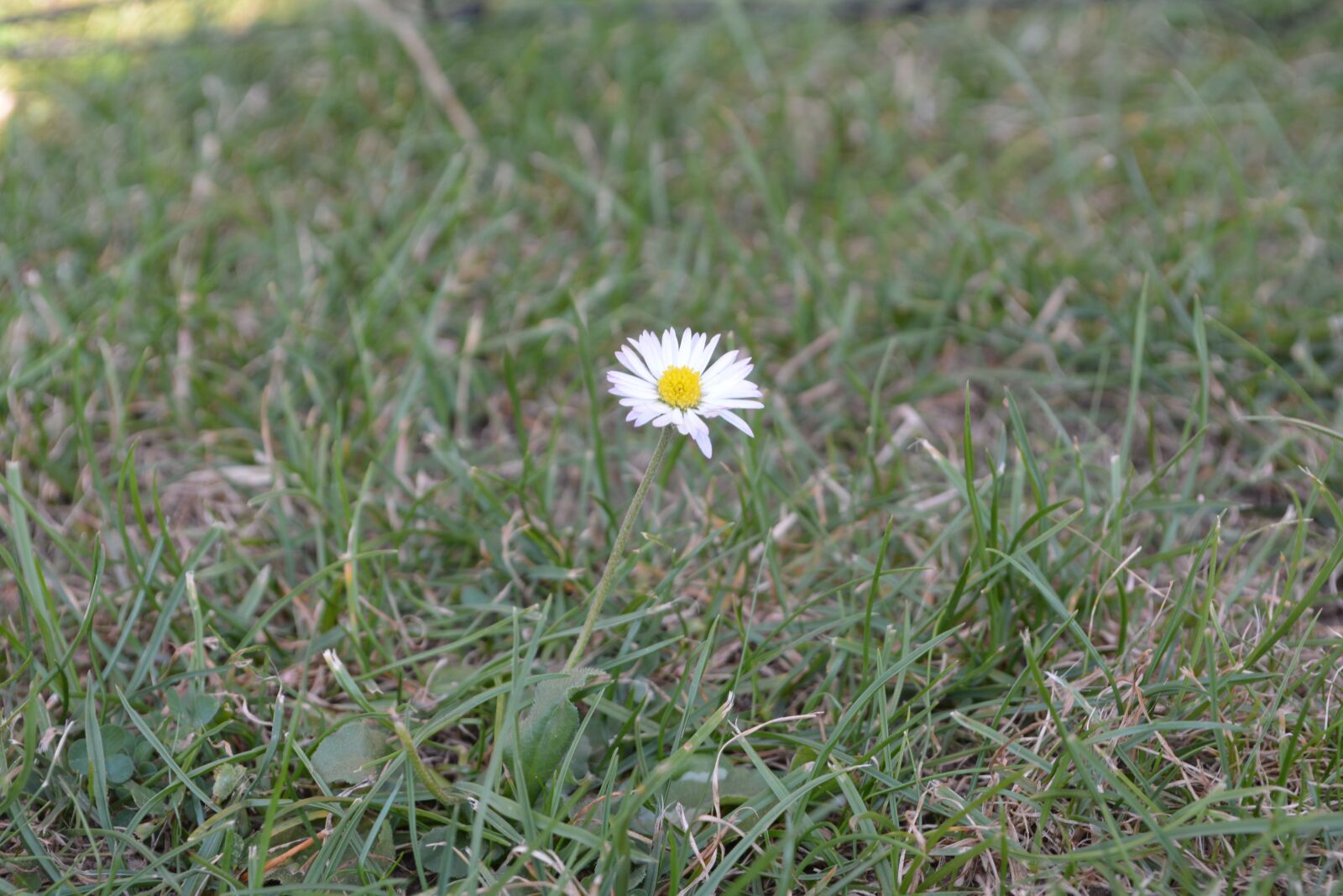 Nikon D5200 sample photo. Geese flower, flower, meadow photography