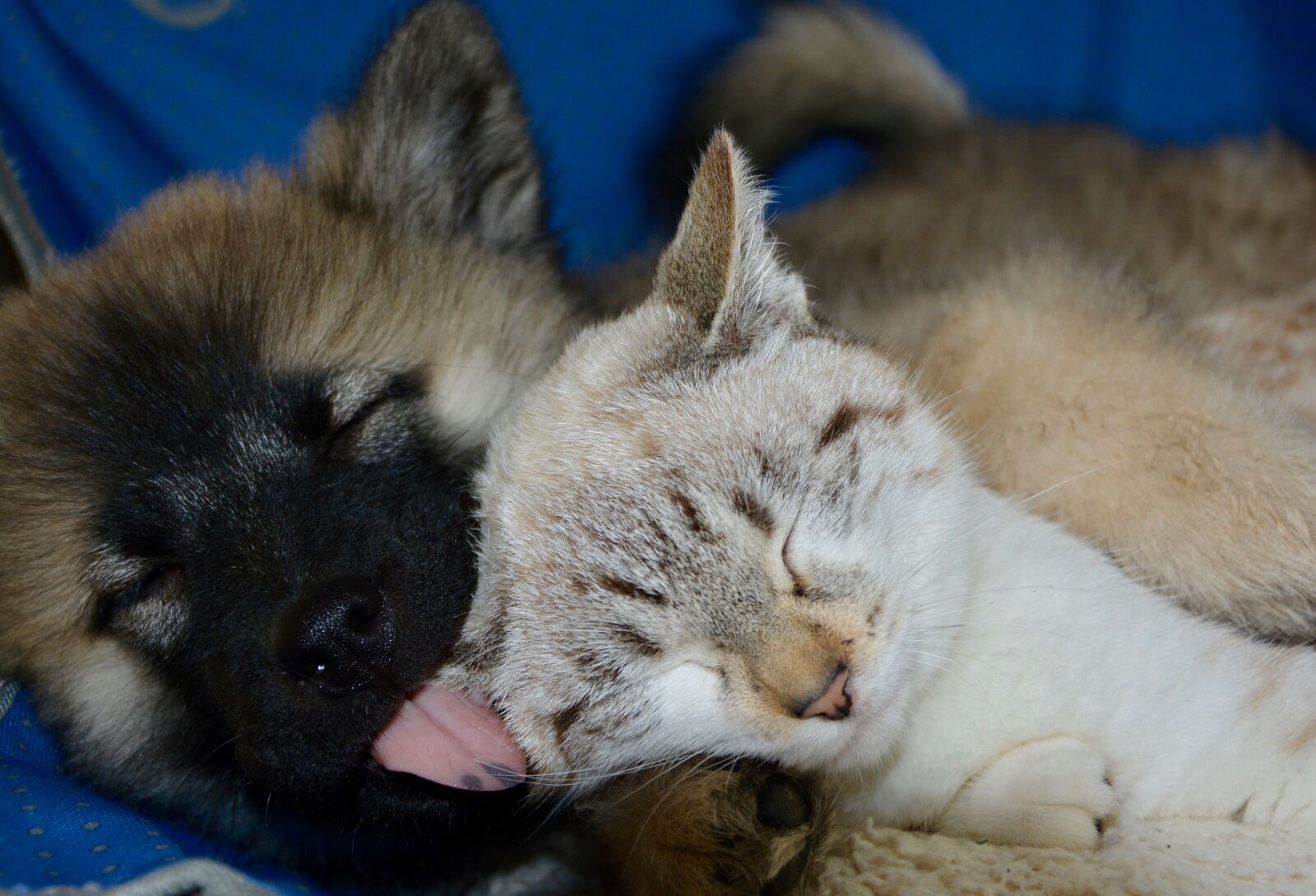 Nikon D5200 sample photo. Dog cat, puppy kitten photography