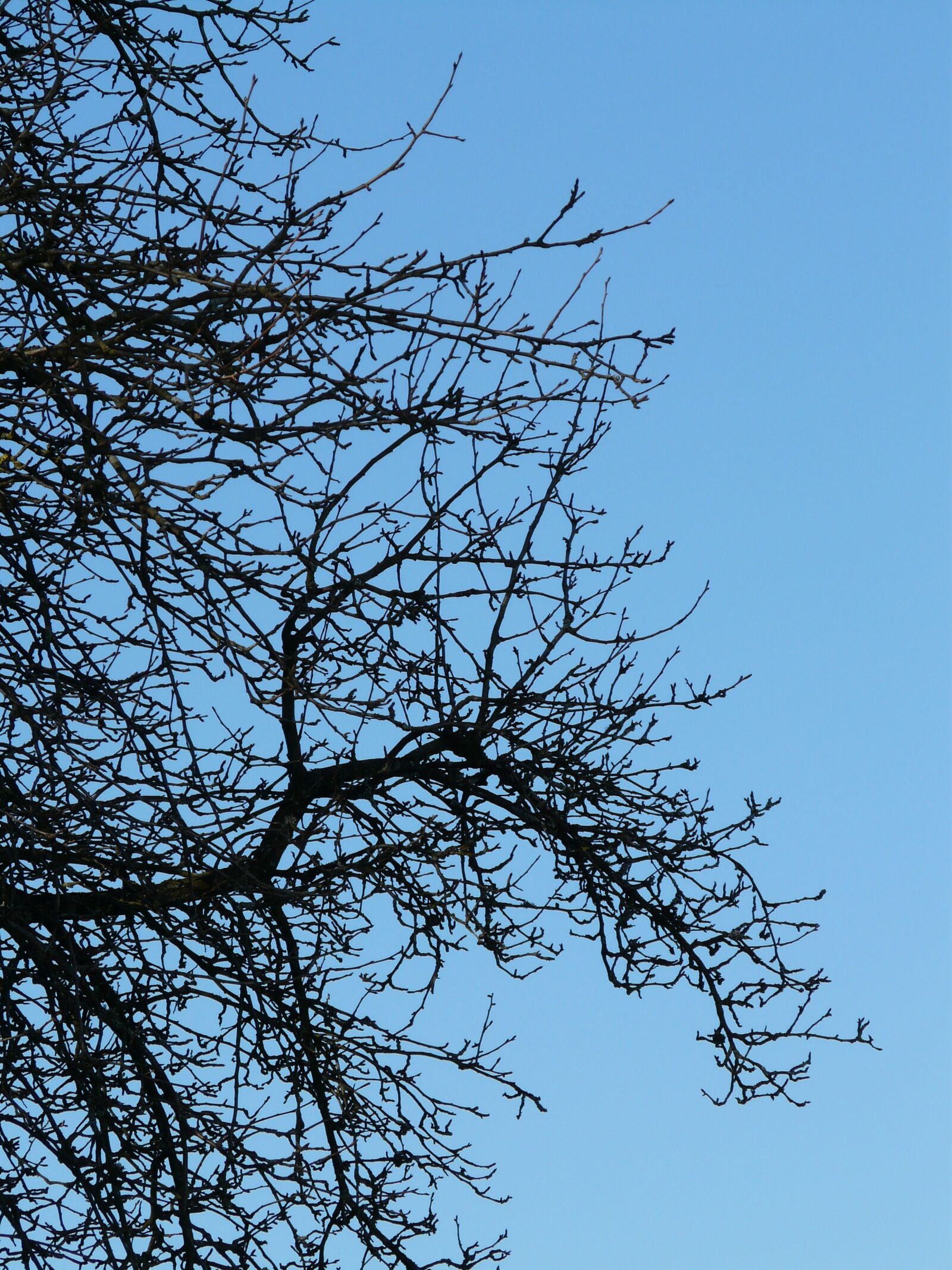 Panasonic DMC-FZ18 sample photo. Tree, branches, pear photography