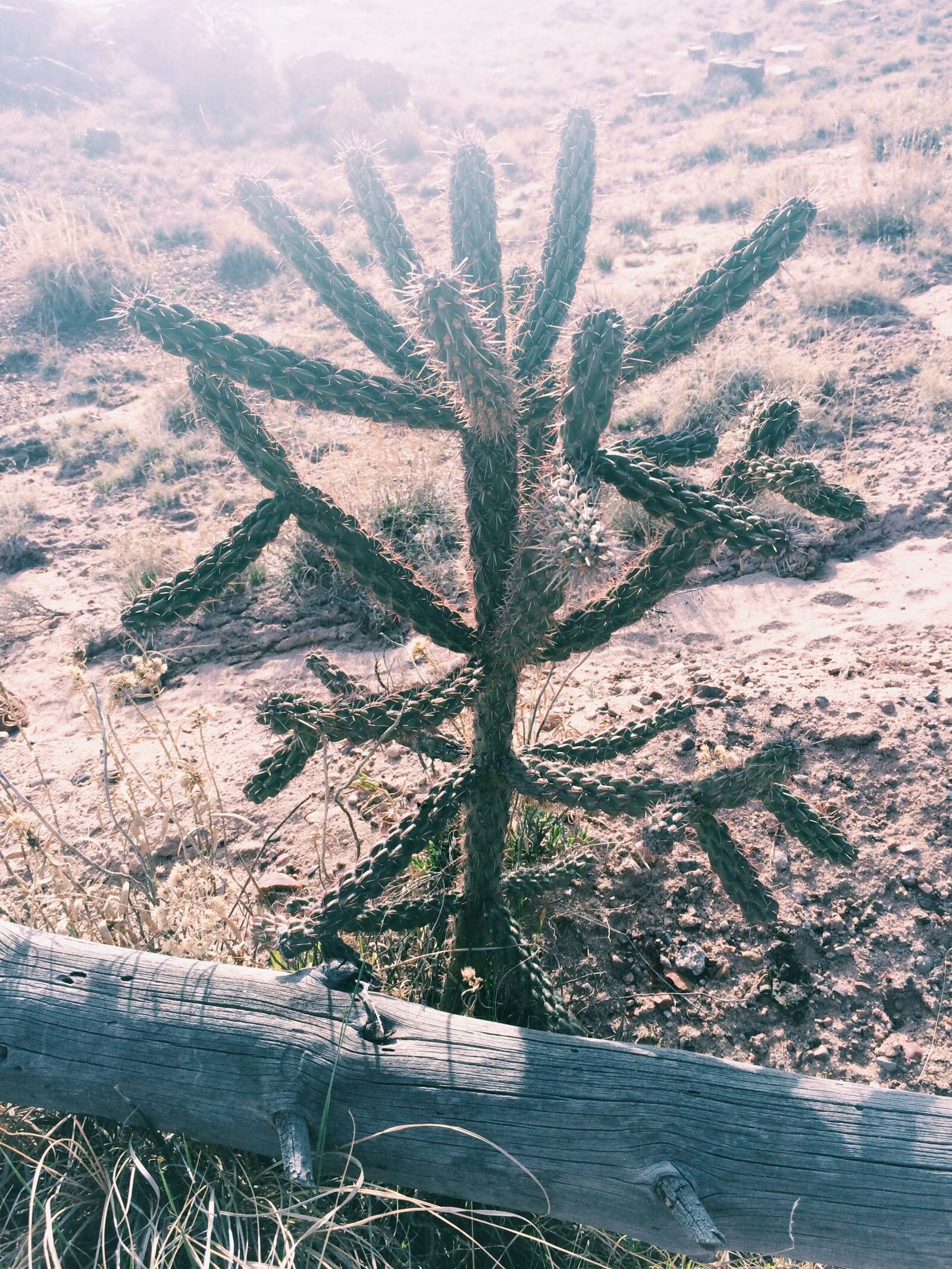 Apple iPhone 5s sample photo. Cacti, cactus, dry, dry photography