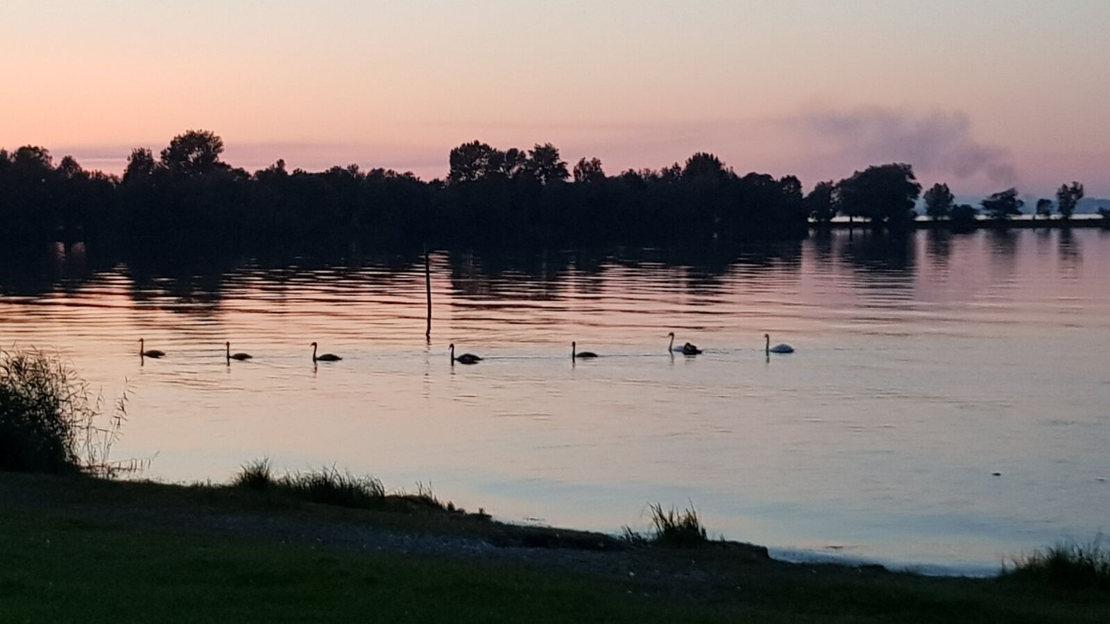 Samsung Galaxy S8 sample photo. Lake constance, ducks, water photography