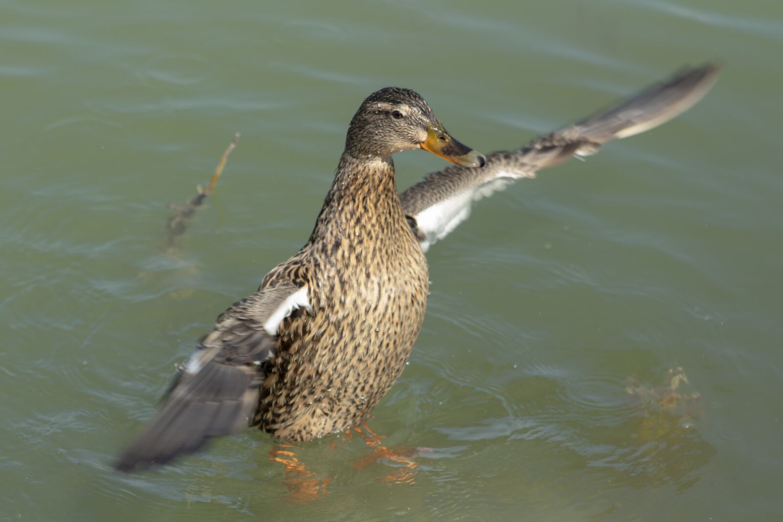 Canon EF75-300mm f/4-5.6 sample photo. Animal, wild world, in photography