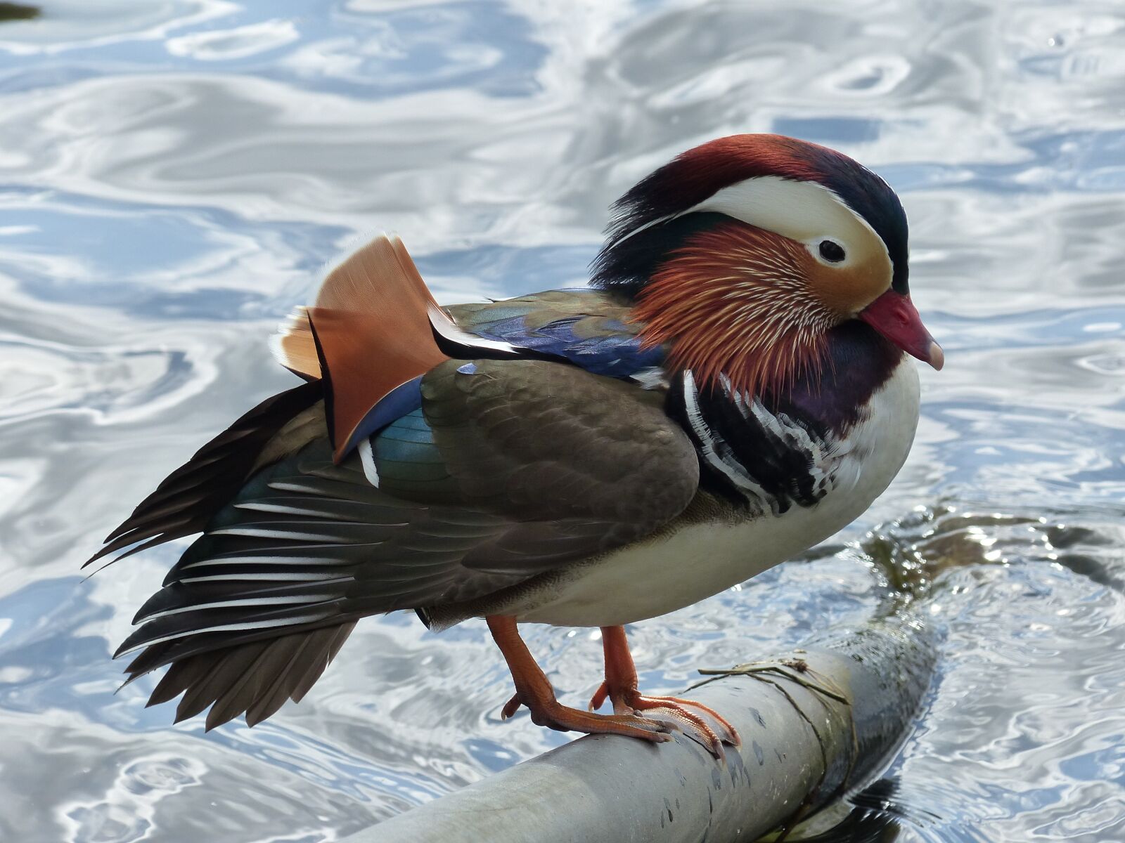 Panasonic Lumix DMC-FZ200 sample photo. Mandarin ducks, duck, water photography