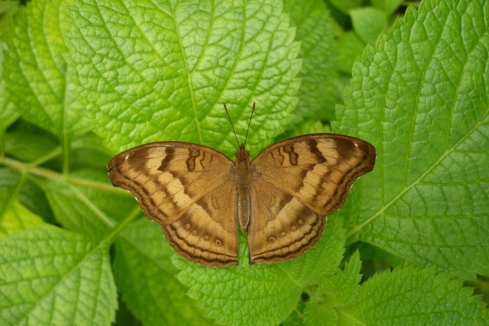 Panasonic DMC-FX12 sample photo. Butterfly, nature, animal world photography