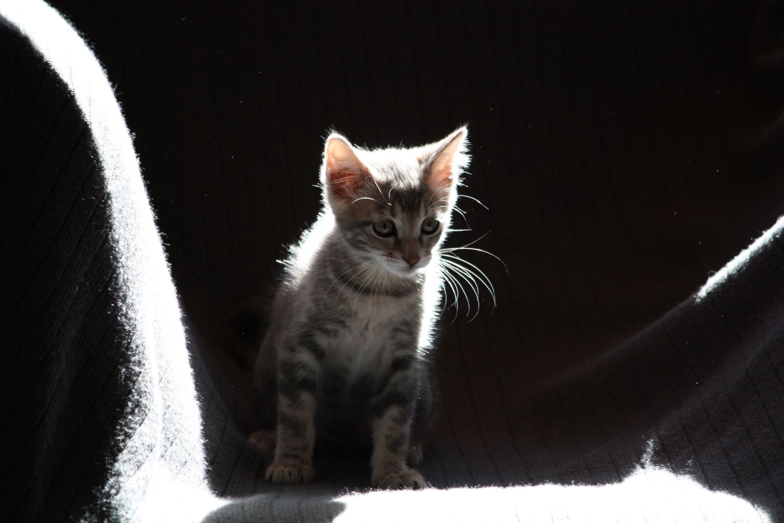 Canon EOS 450D (EOS Rebel XSi / EOS Kiss X2) sample photo. Cat, kitten, sun photography