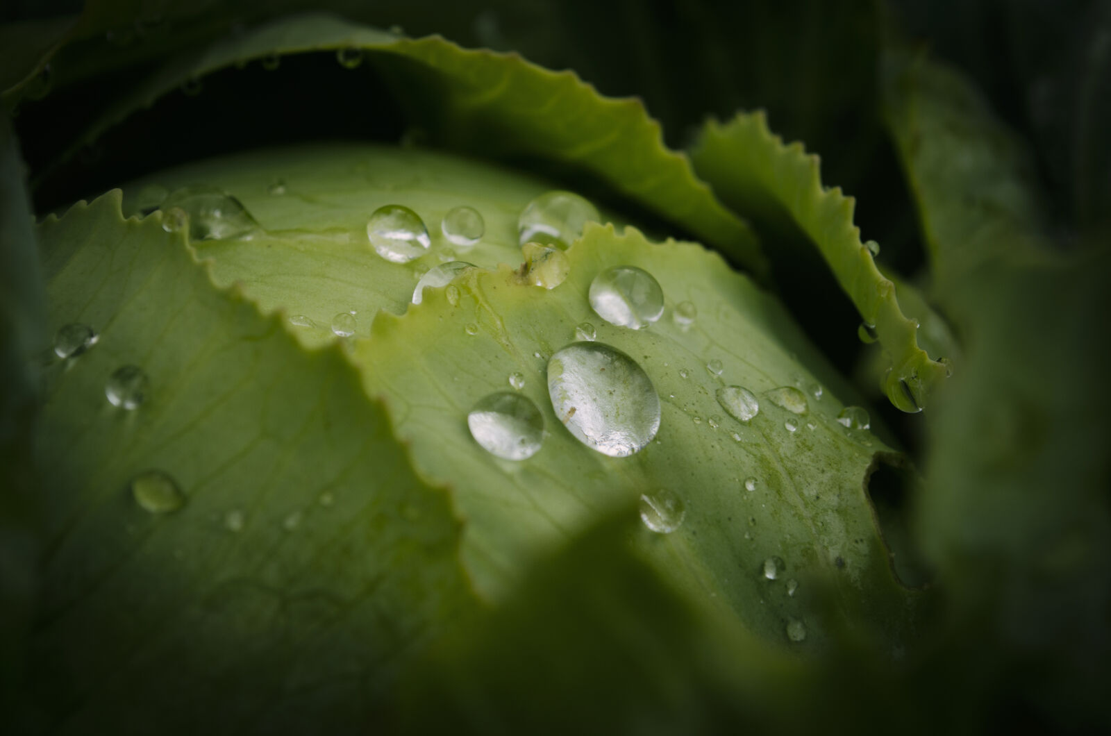 Nikon D5100 sample photo. Close, up, of, water photography
