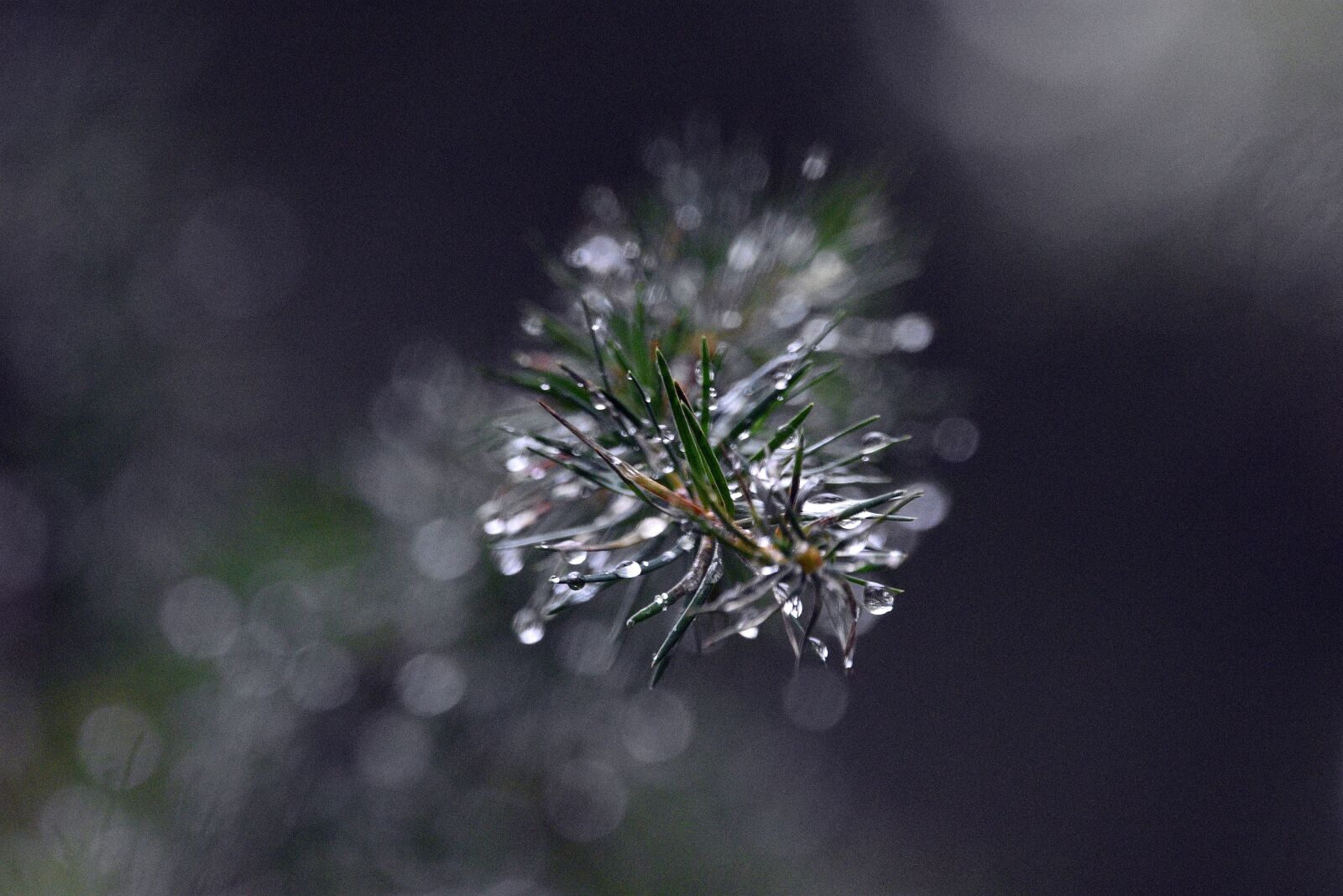 Nikon D3400 sample photo. Spruce, branch, larch photography