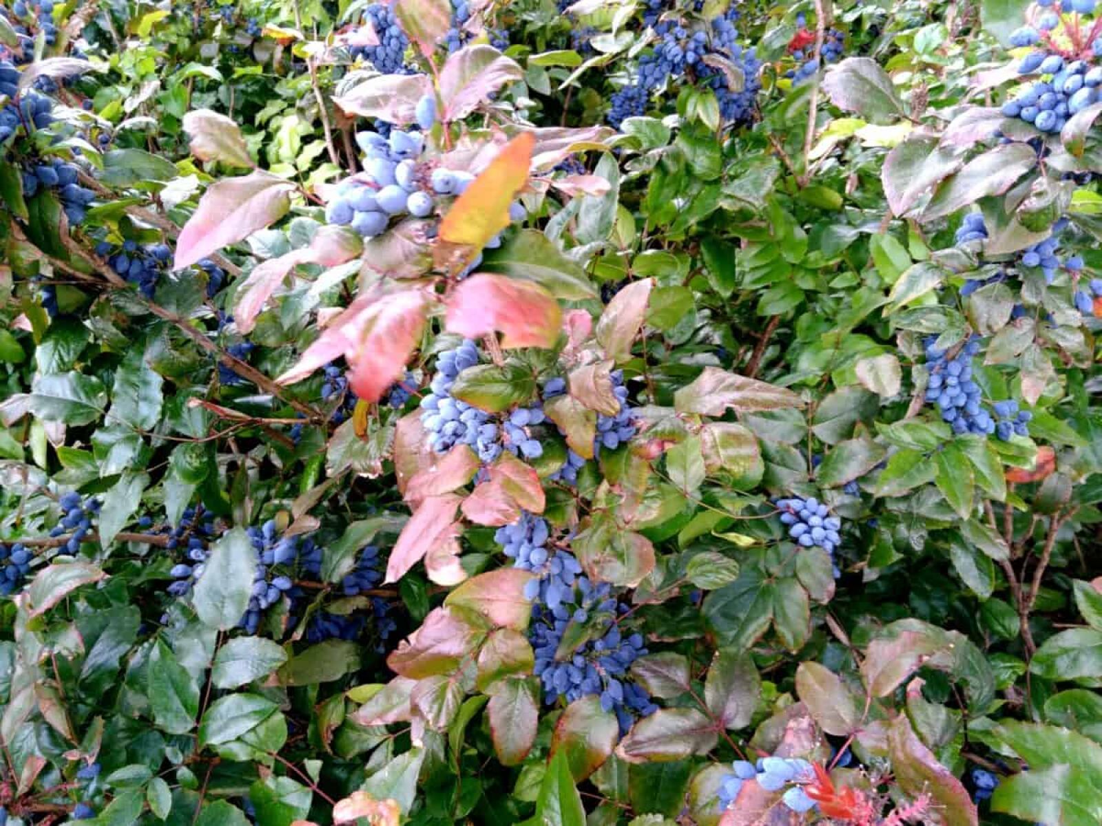 Lenovo S60-A sample photo. Shrub, nature, garden, flower photography
