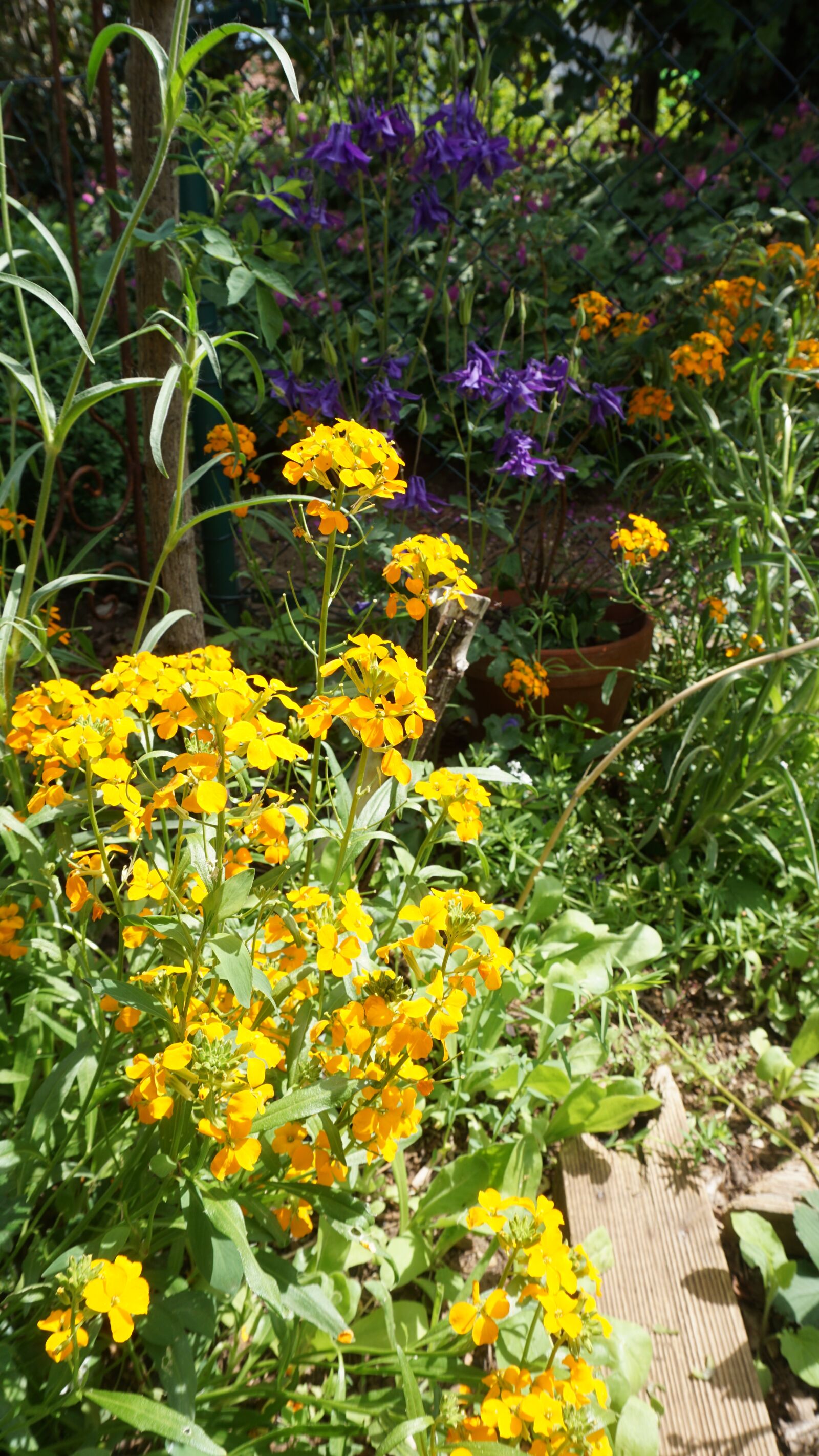 Sony a6000 sample photo. Cottage garden, flowers, garden photography