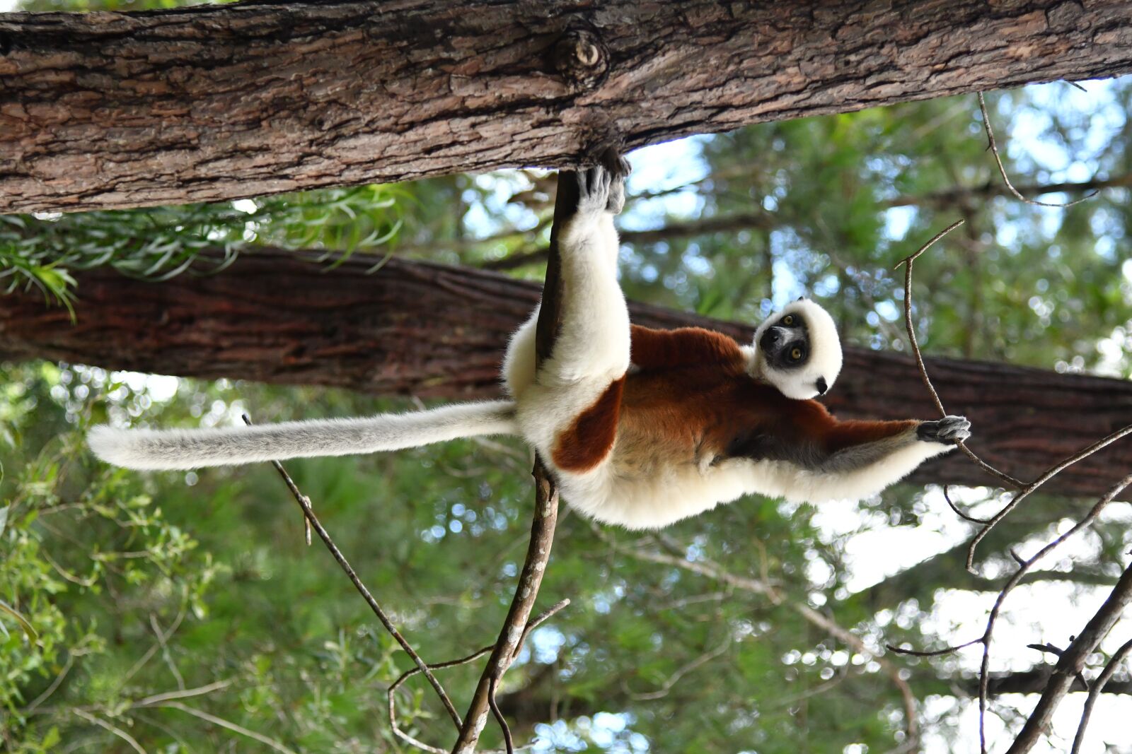 Nikon D500 sample photo. Lemur, mammal, madagascar photography