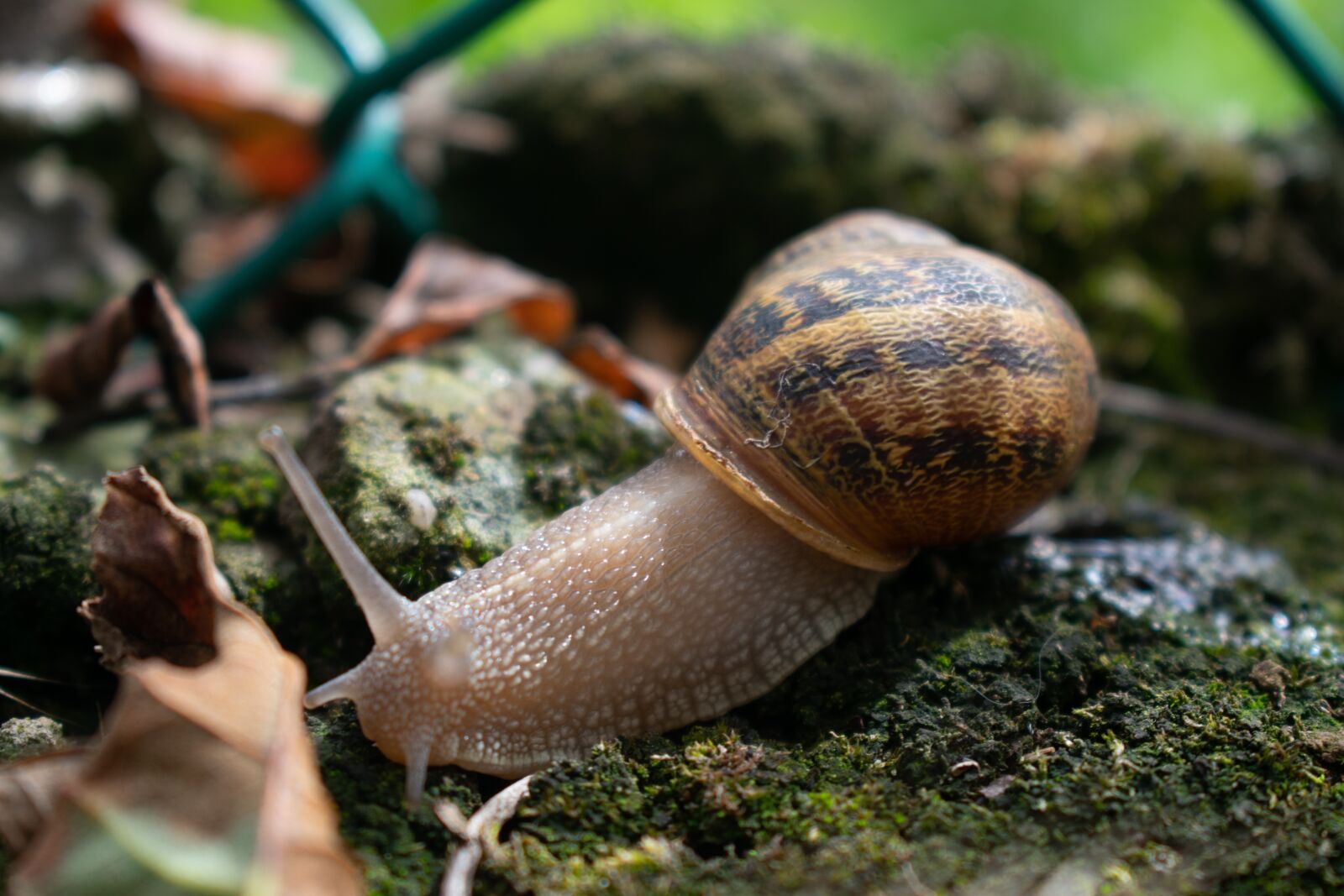 Nikon D3400 sample photo. Snail, nature, molluscum photography
