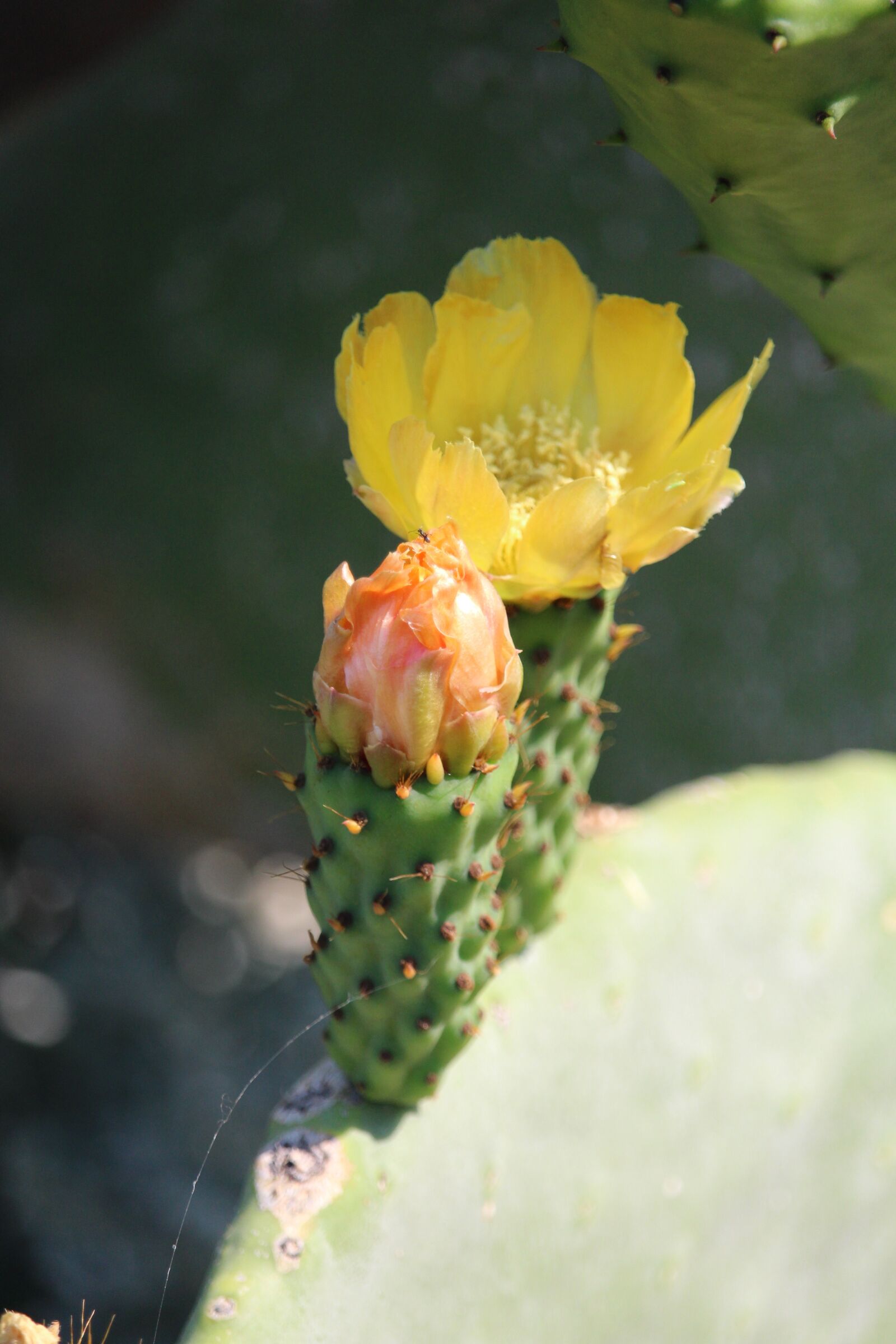 Canon EOS 700D (EOS Rebel T5i / EOS Kiss X7i) sample photo. Cactus, blossom, bloom photography