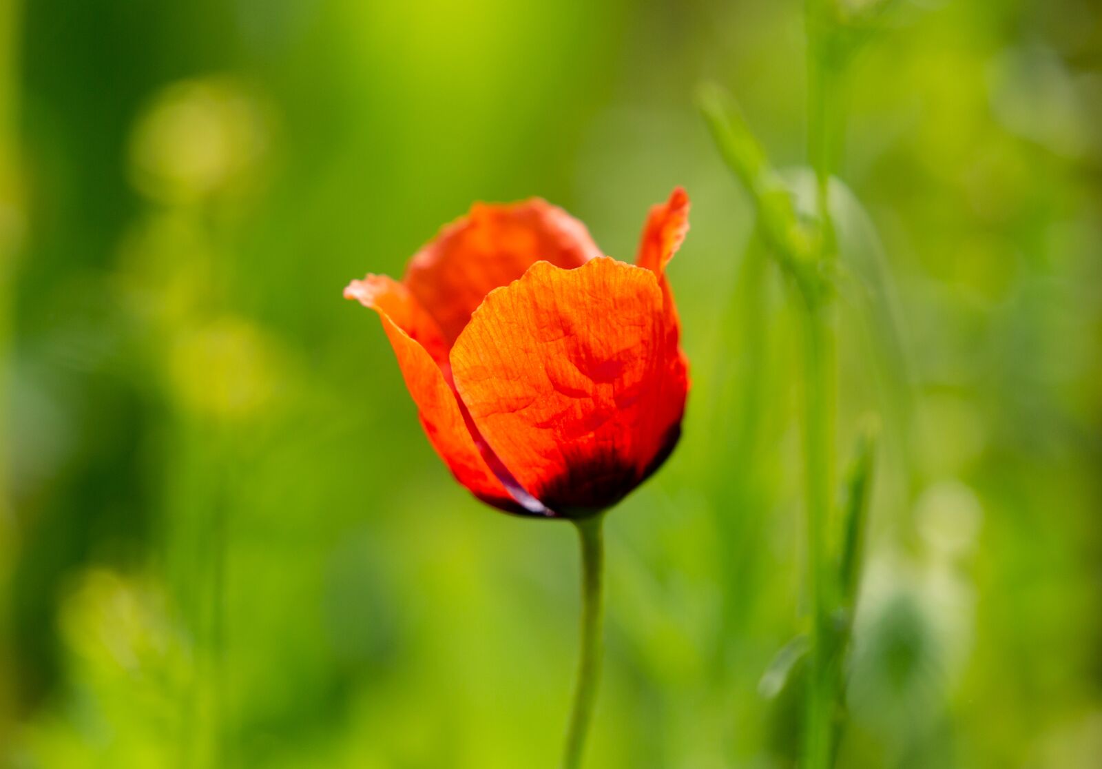 Canon EOS 5D Mark III sample photo. Poppy, red flowers, sunshine photography