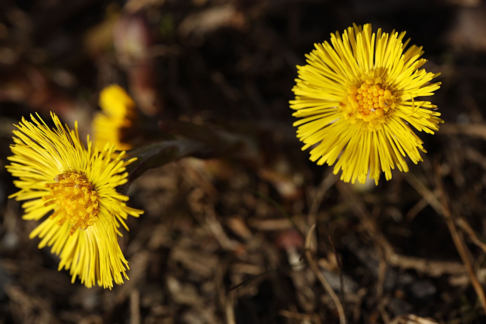 Canon EOS R sample photo. Coltsfoot, flower, spring photography