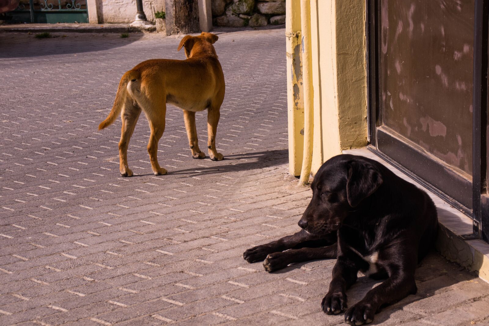 Canon EOS 800D (EOS Rebel T7i / EOS Kiss X9i) sample photo. Dog, stray, animal photography