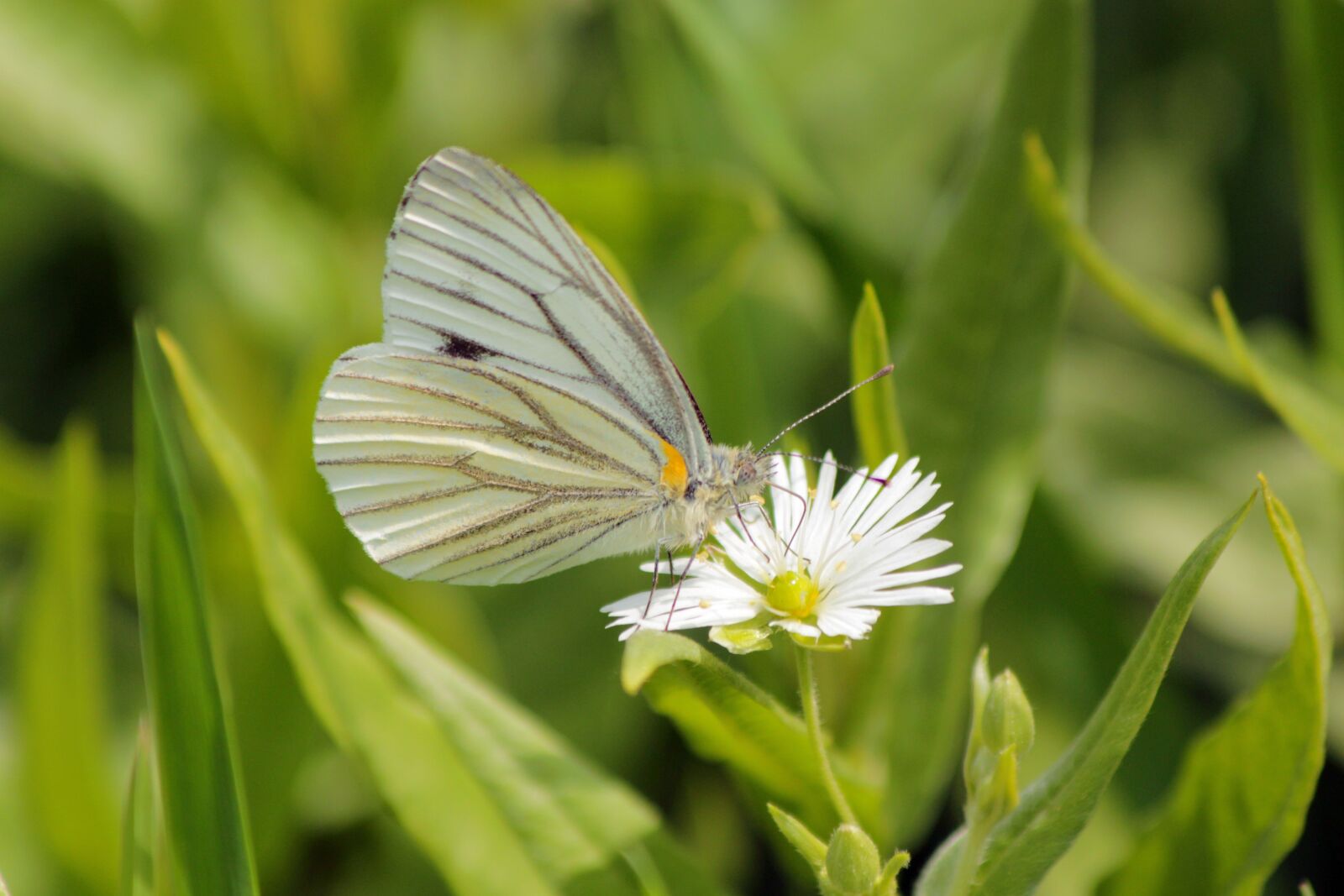 Canon EOS 650D (EOS Rebel T4i / EOS Kiss X6i) sample photo. Butterfly, flower, insect photography
