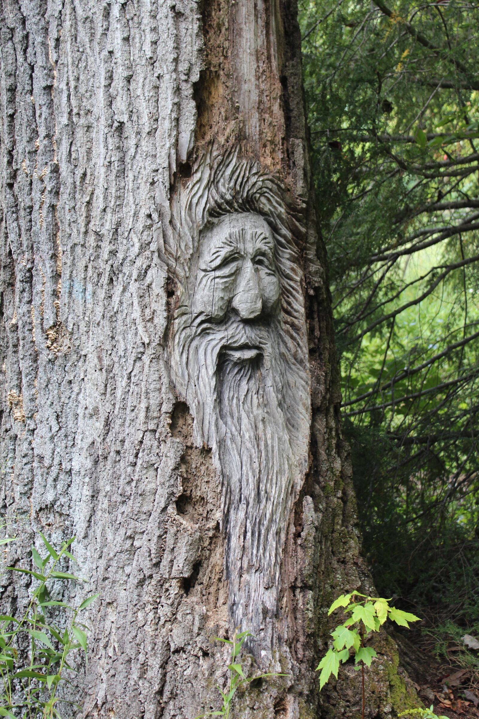 Canon EOS 600D (Rebel EOS T3i / EOS Kiss X5) sample photo. Face, tree, carving photography